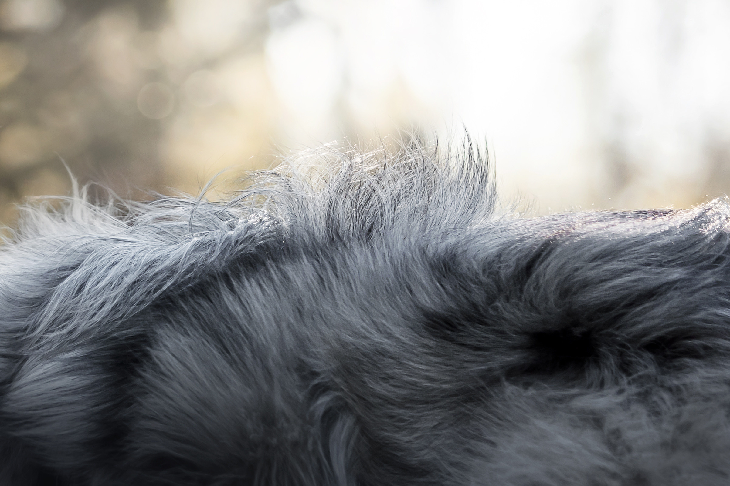 Фотосессия с шелти Скаем