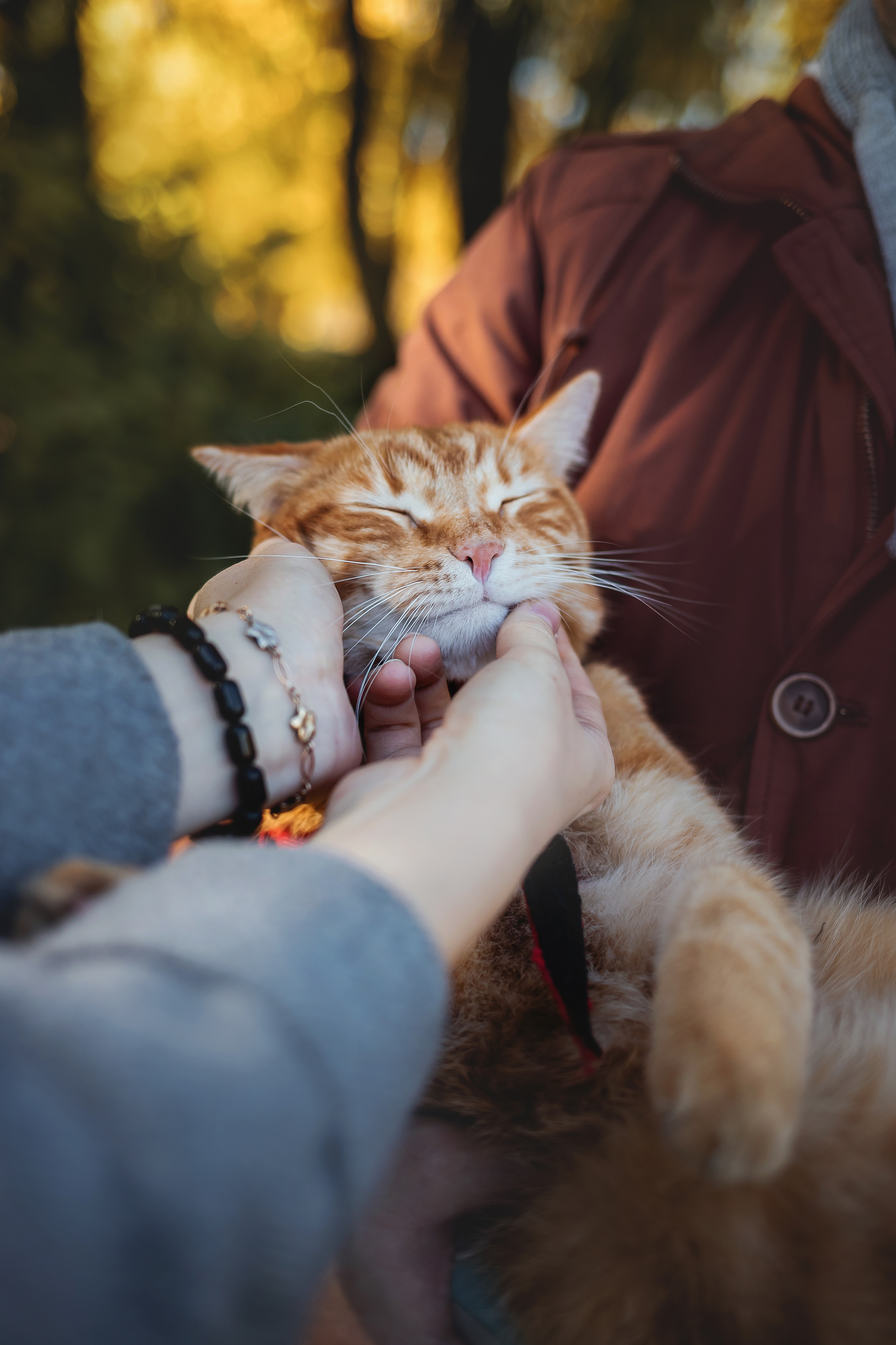 Фотосессия с собакой и котом. Ира, йорк Филя и кот Леброн