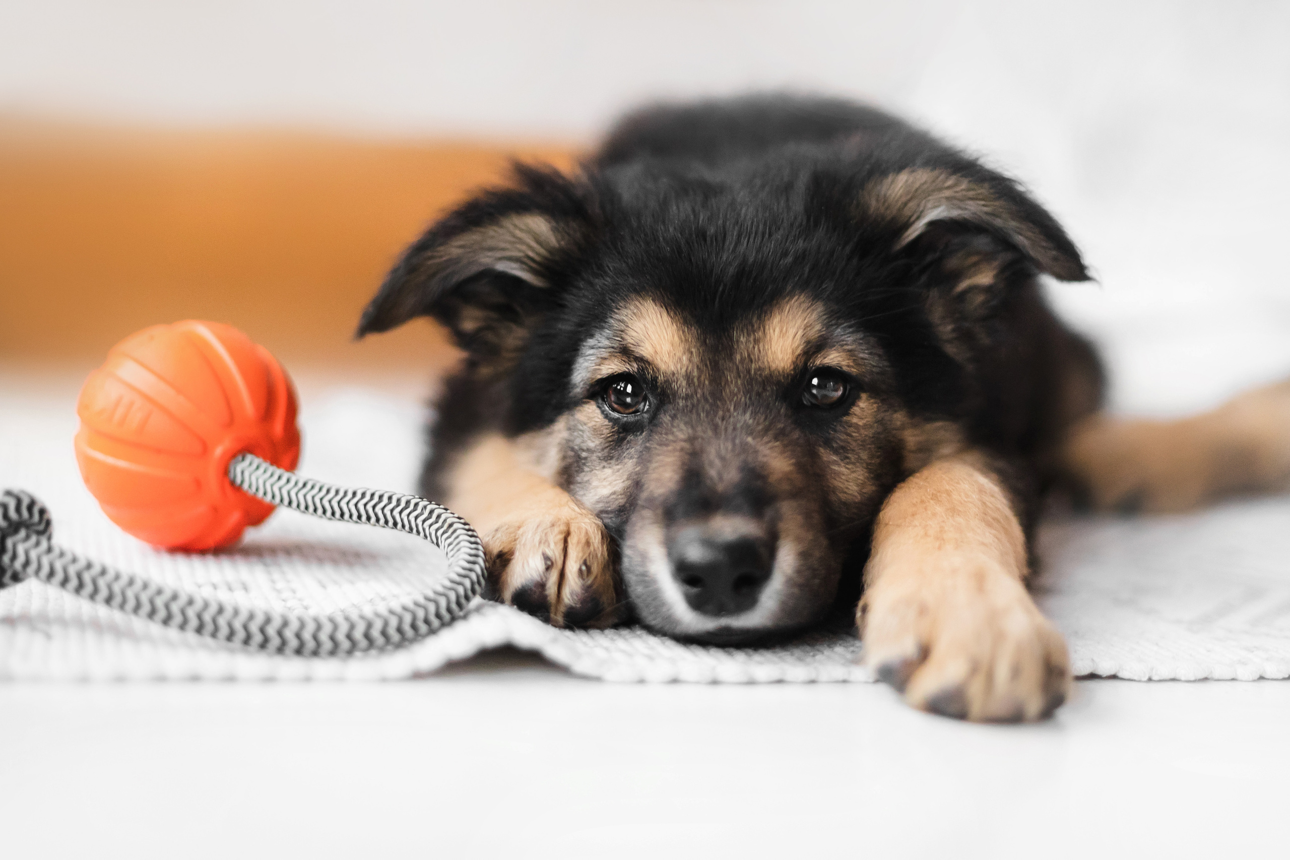 Фотосессия щенков Сатин и Нильс в студии