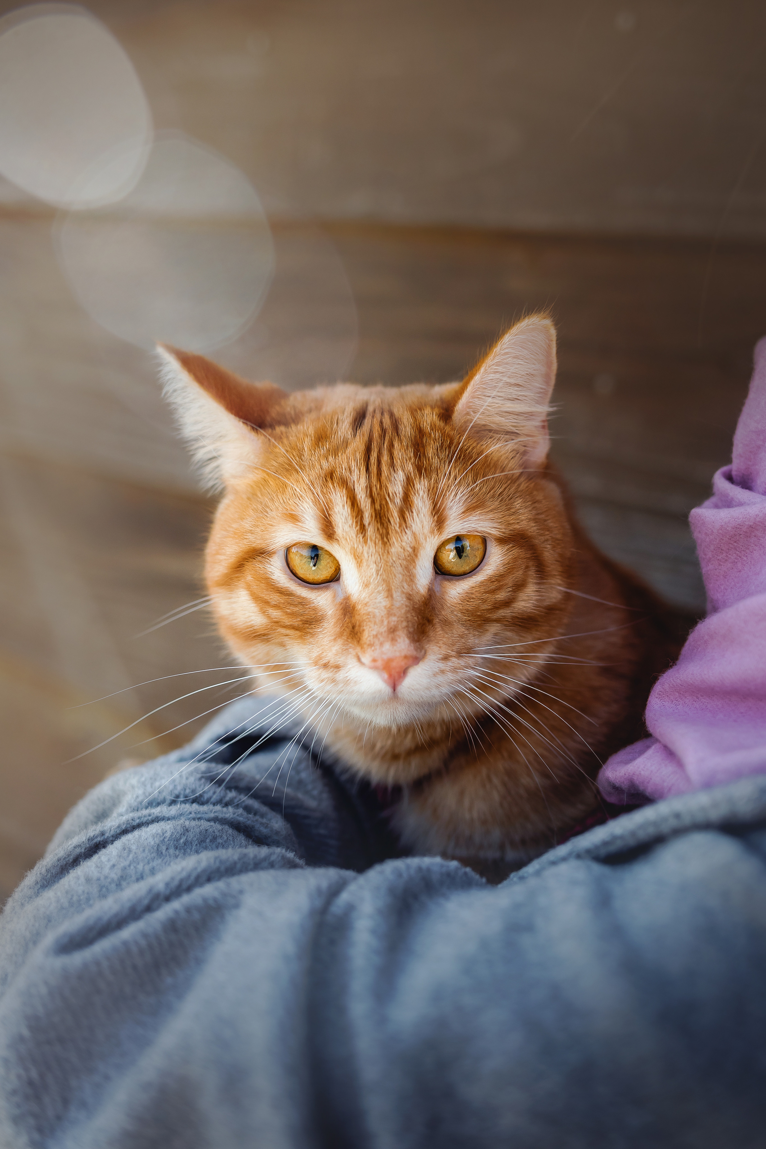 Фотосессия с собакой и котом. Ира, йорк Филя и кот Леброн