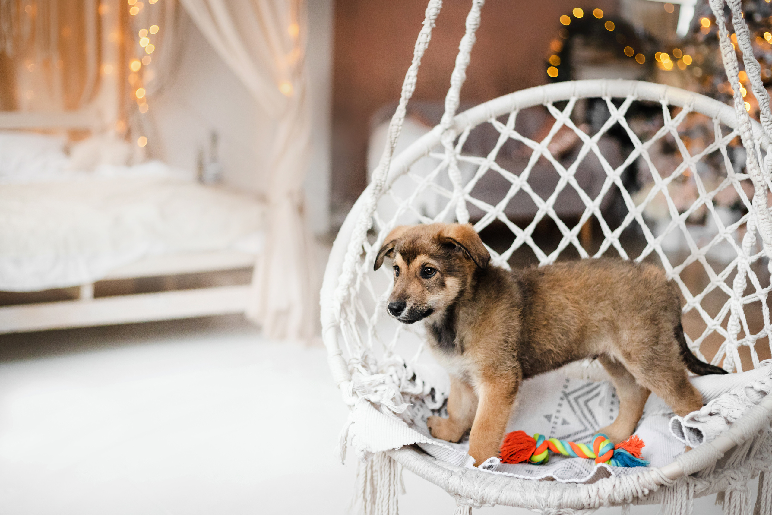 Фотосессия щенков Сатин и Нильс в студии