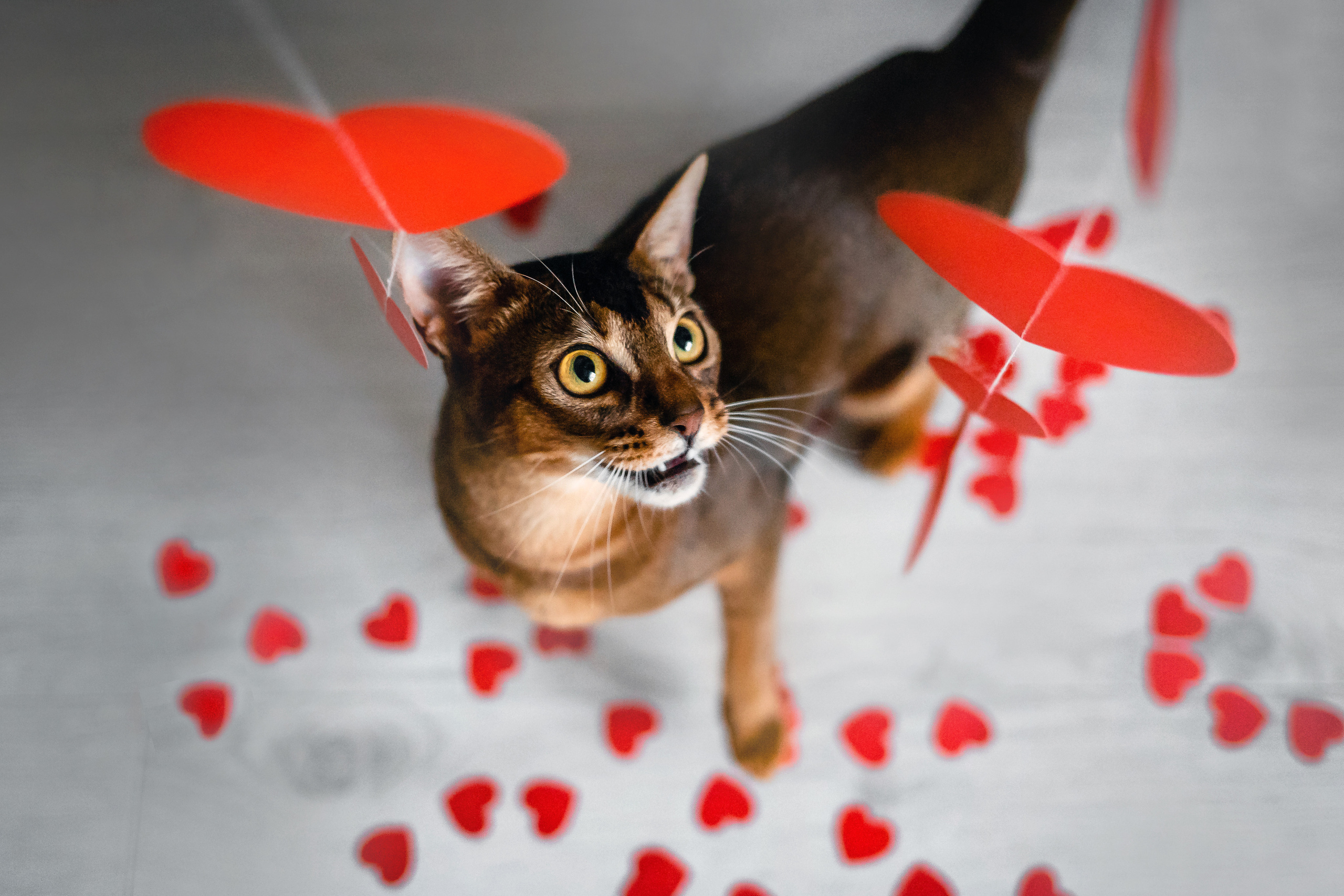 Фотосессия с кошкой, собакой и кроликом