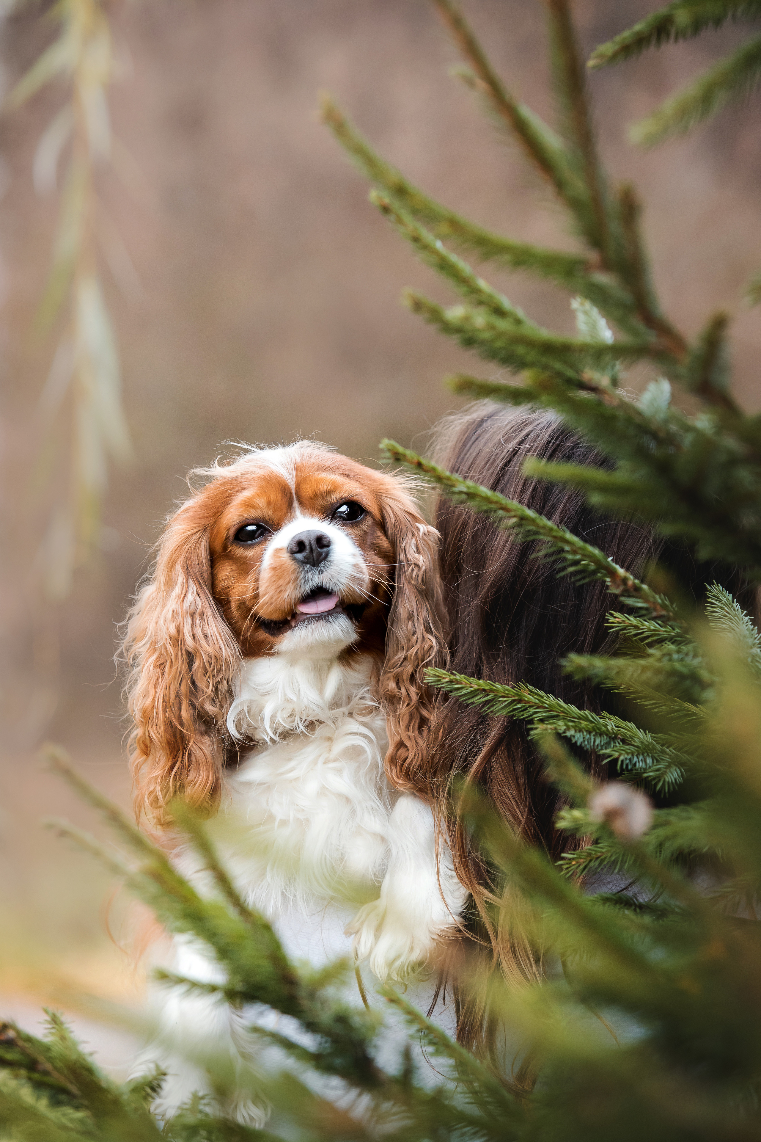Фотосессия с ребенком и собакой