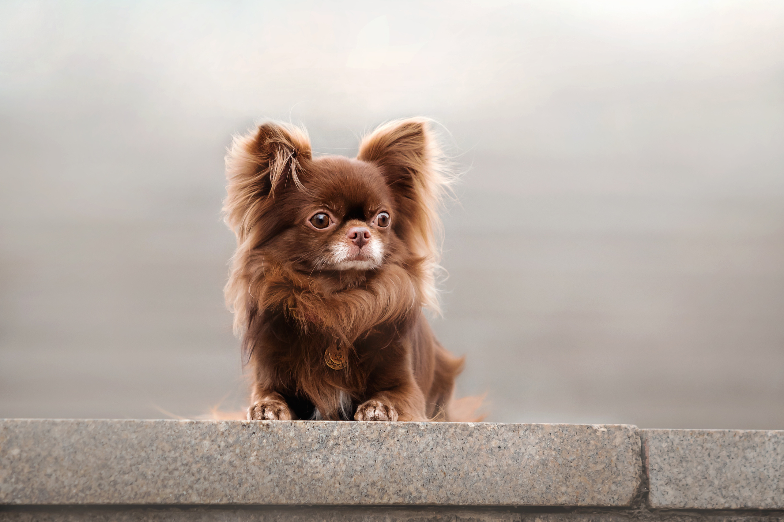 Фотосессия с чихуахуа в центре Москвы