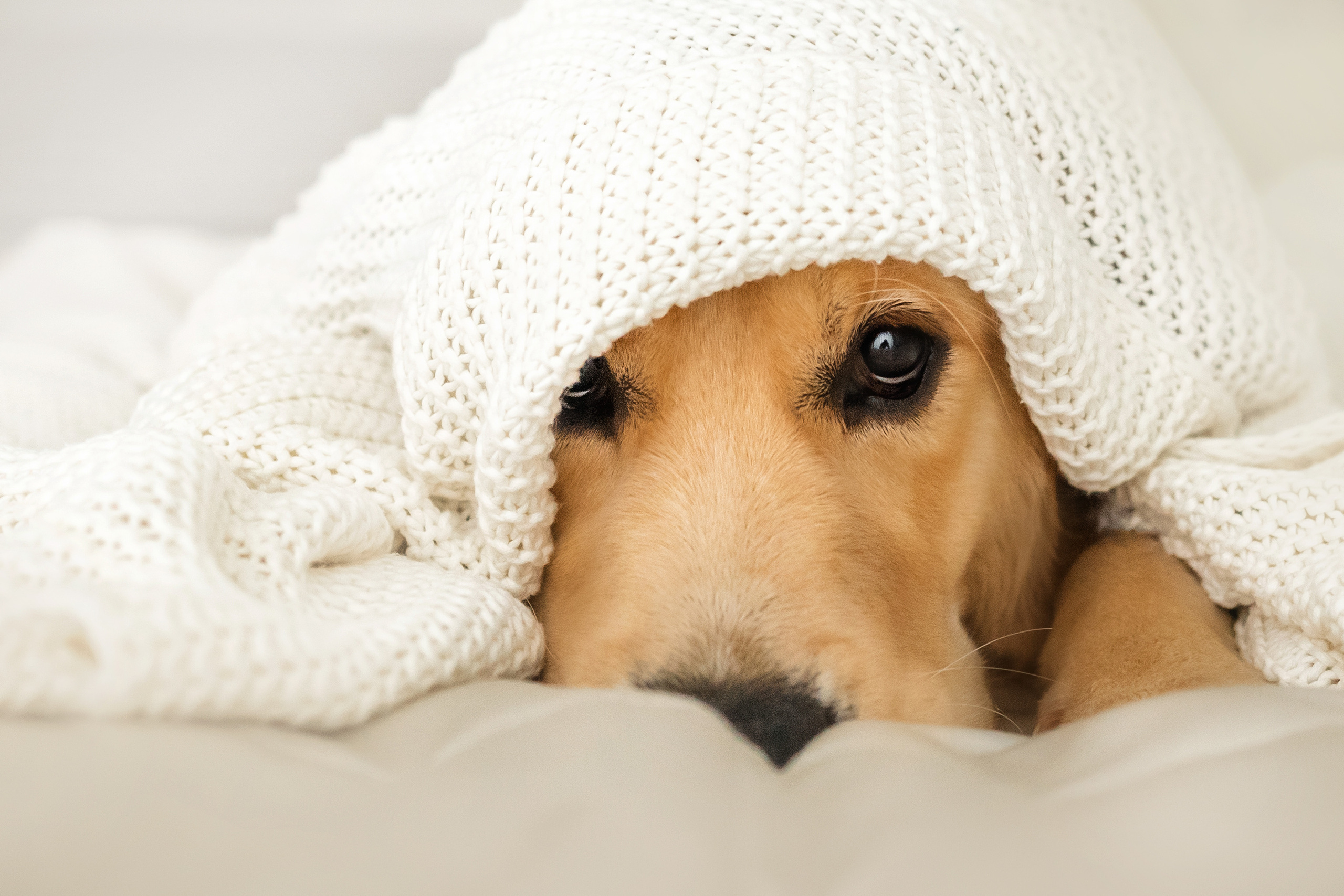 Фотосессия с щенком золотистого ретривера