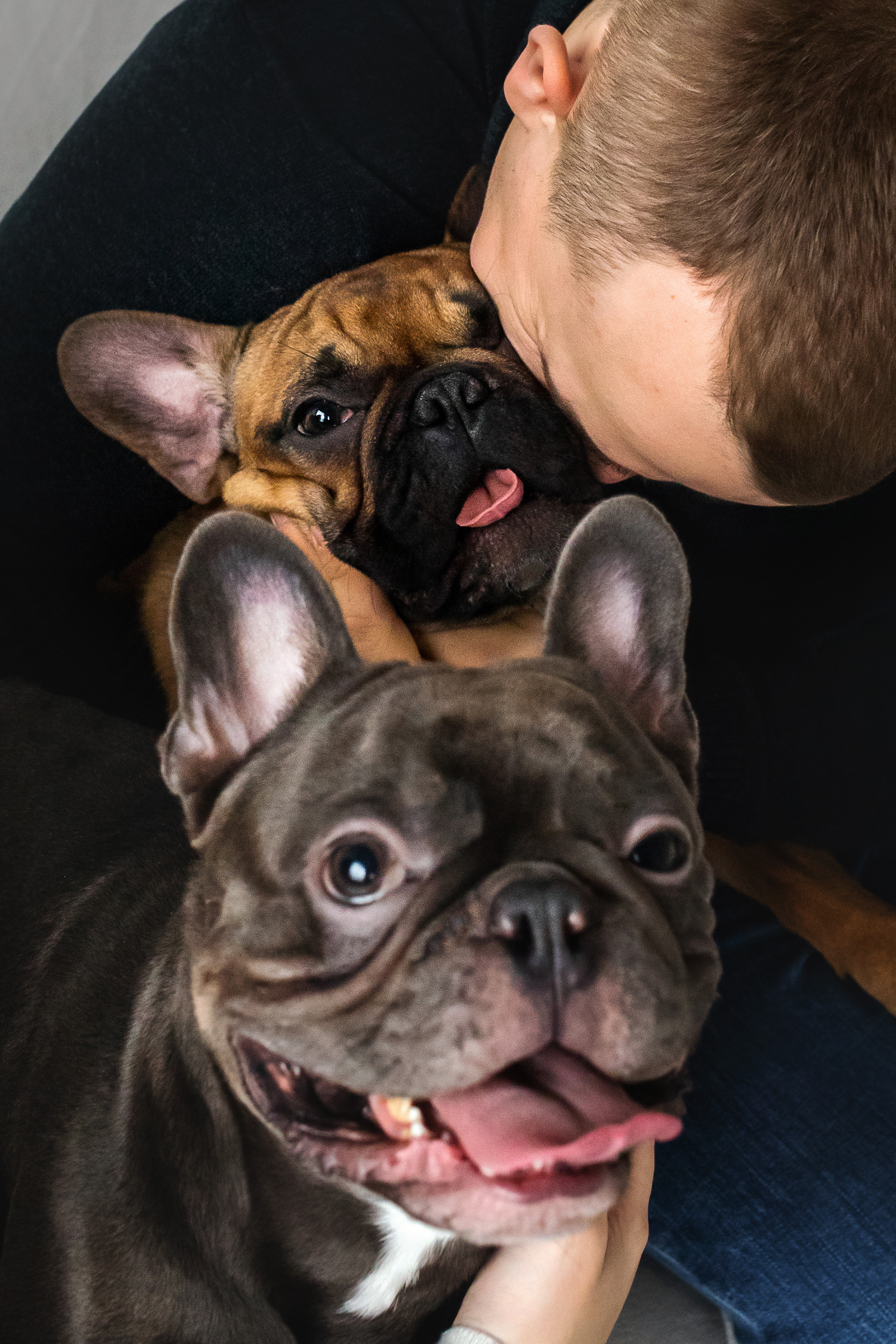 Фотосессия бульдогов Лео и Марса в догфрендли студии