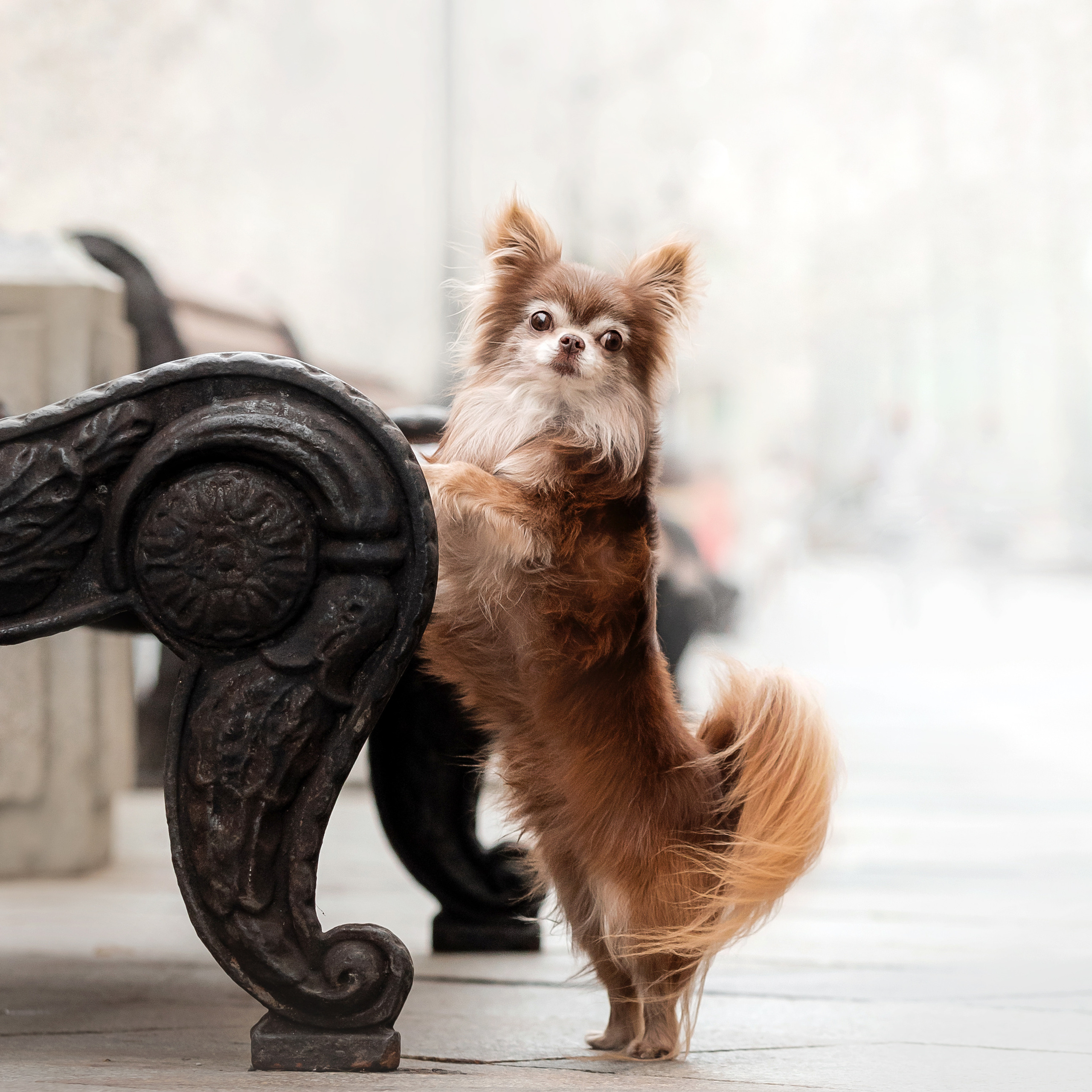 Фотосессия с чихуахуа в центре Москвы