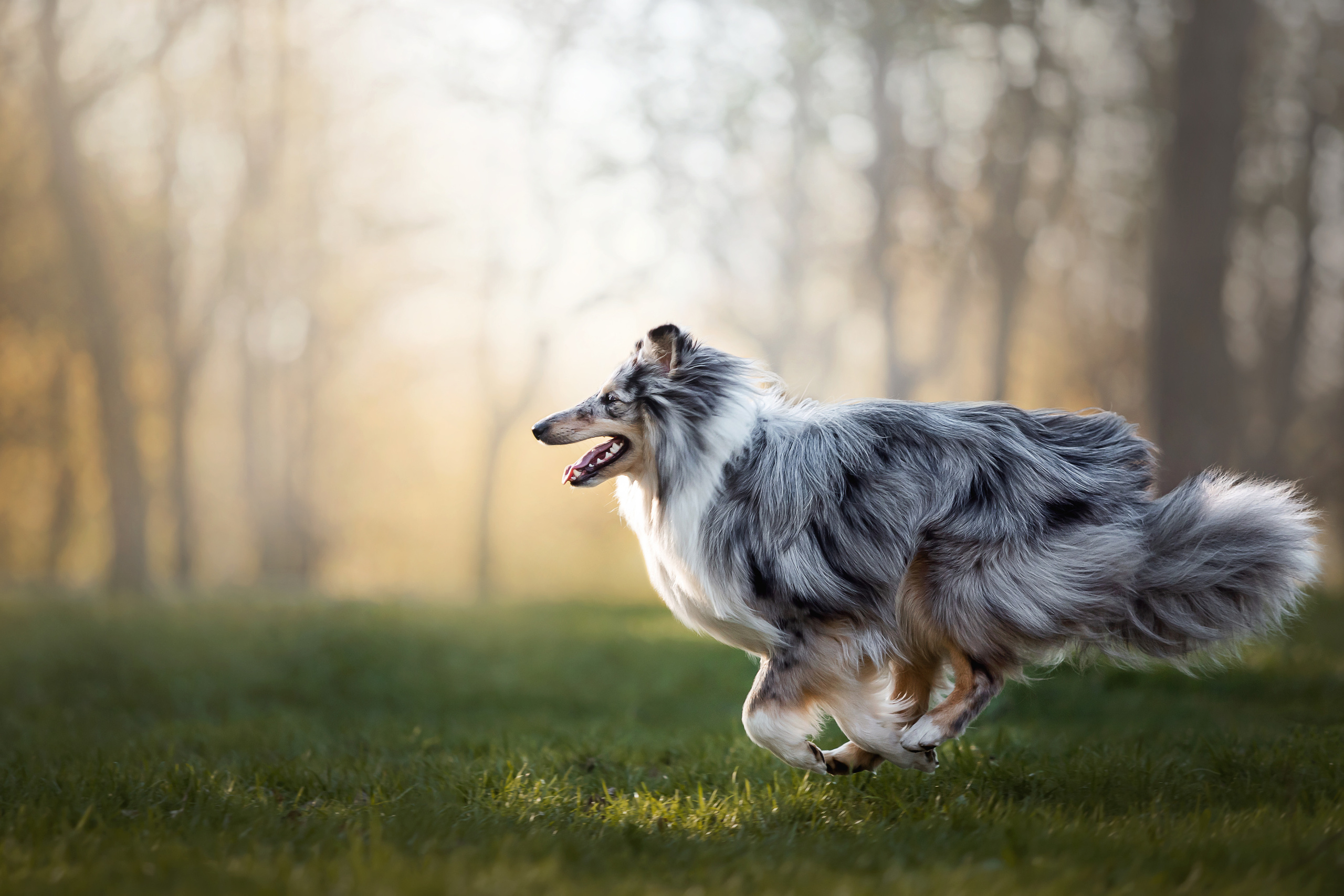 Фотосессия с шелти Скаем