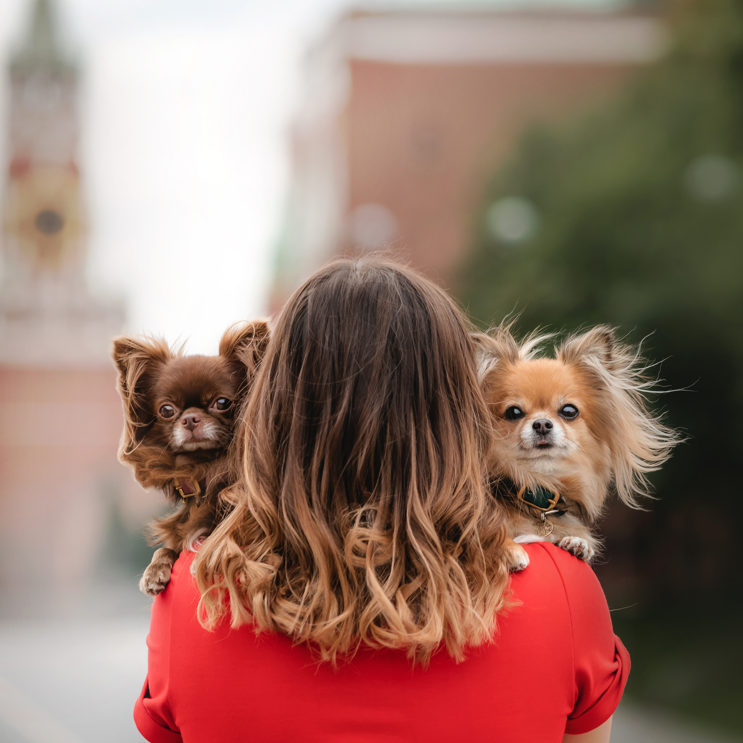 Фотосессия с чихуахуа в центре Москвы