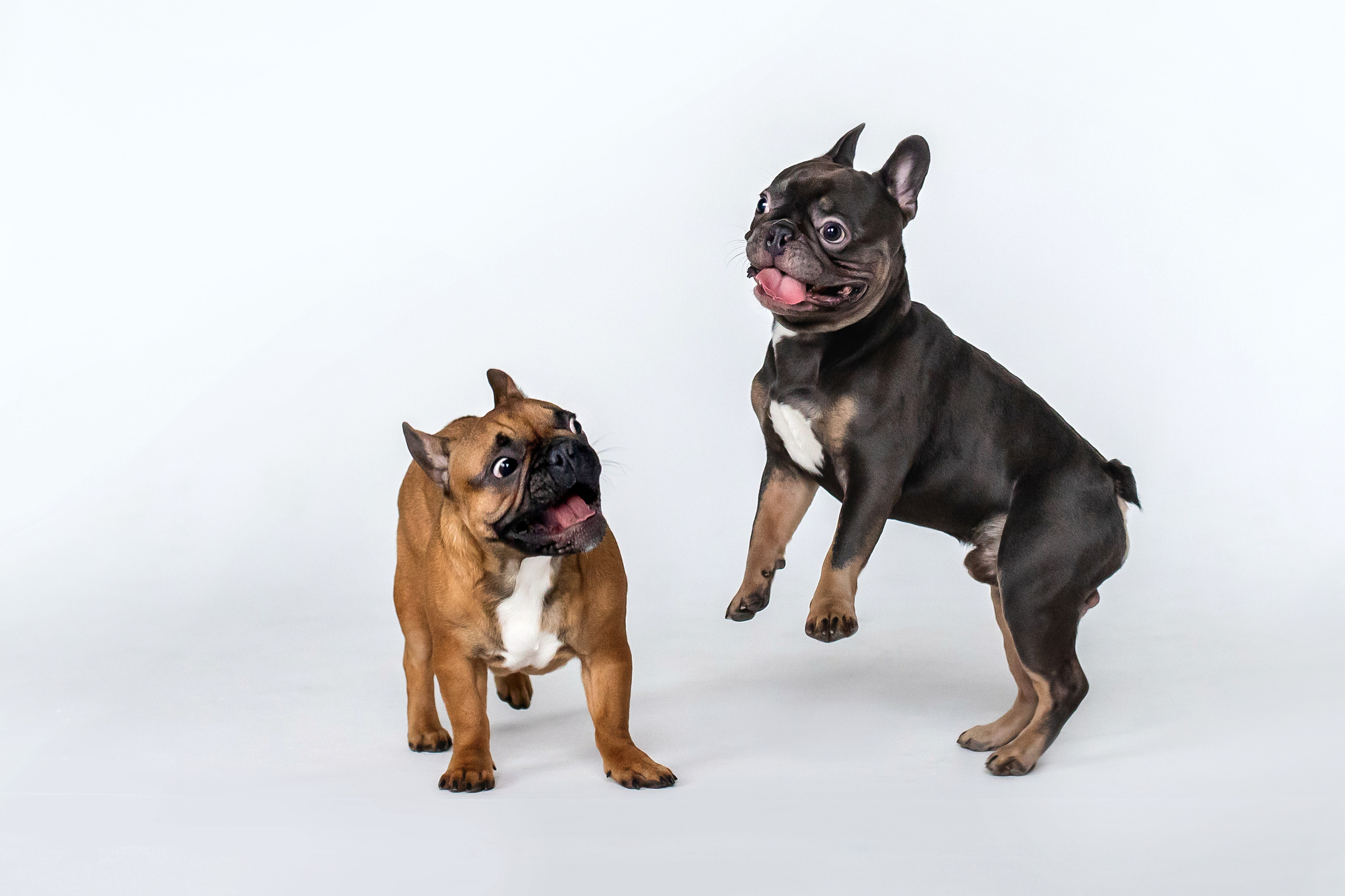 Фотосессия бульдогов Лео и Марса в догфрендли студии