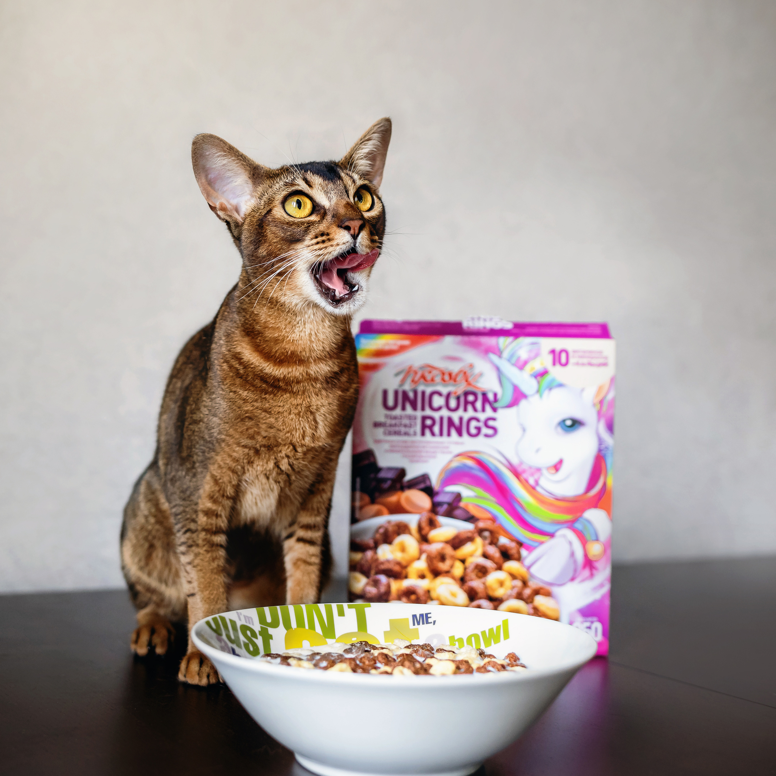 Фотосессия с кошкой, собакой и кроликом