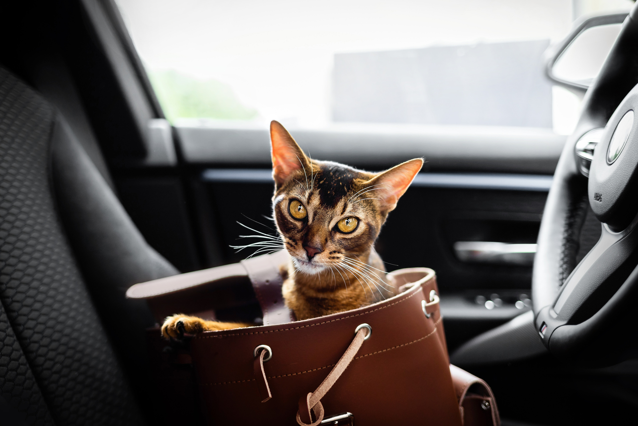 Фотосессия с кошкой, собакой и кроликом