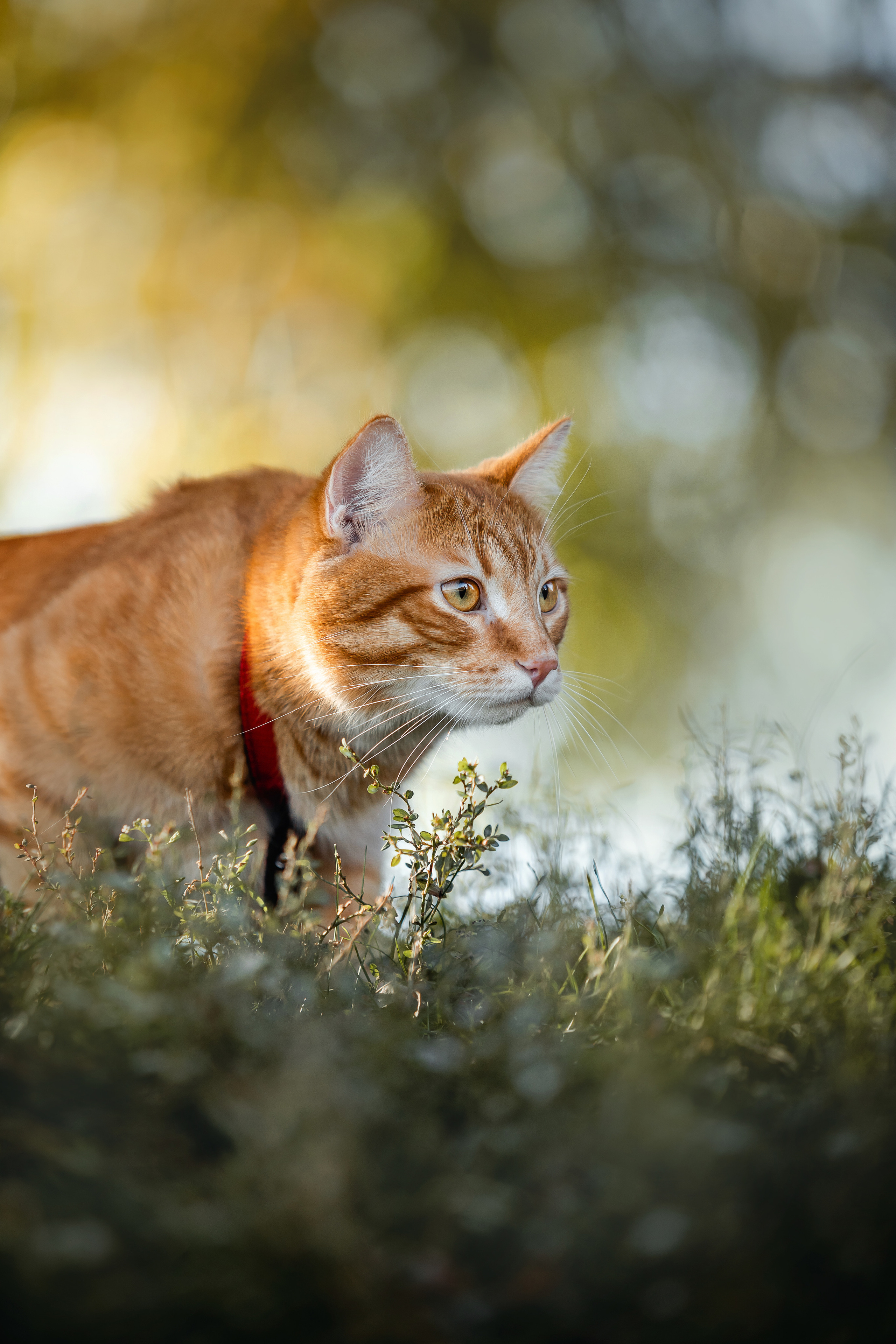 Фотосессия с собакой и котом. Ира, йорк Филя и кот Леброн