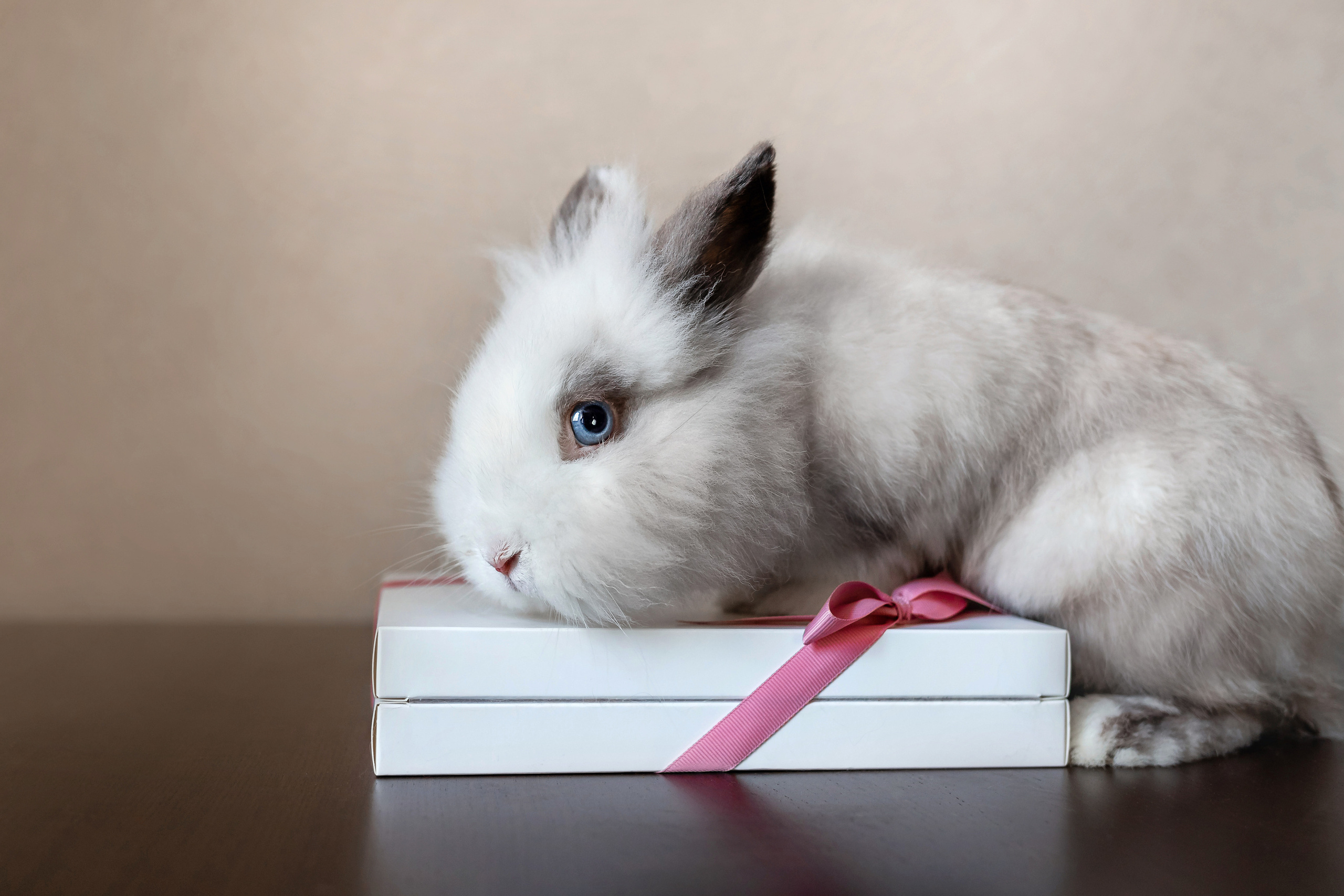 Фотосессия с кошкой, собакой и кроликом