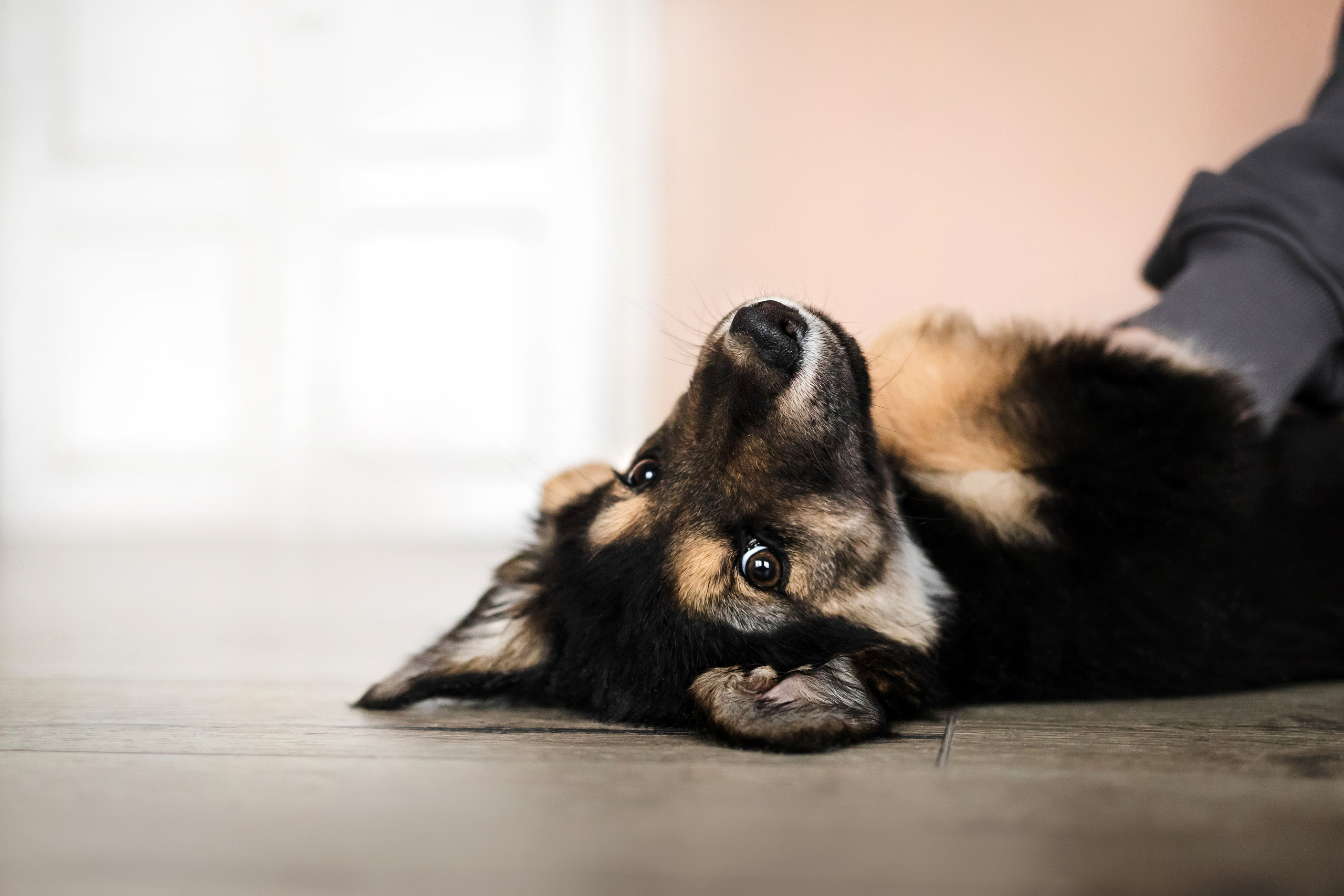 Фотосессия щенков Сатин и Нильс в студии