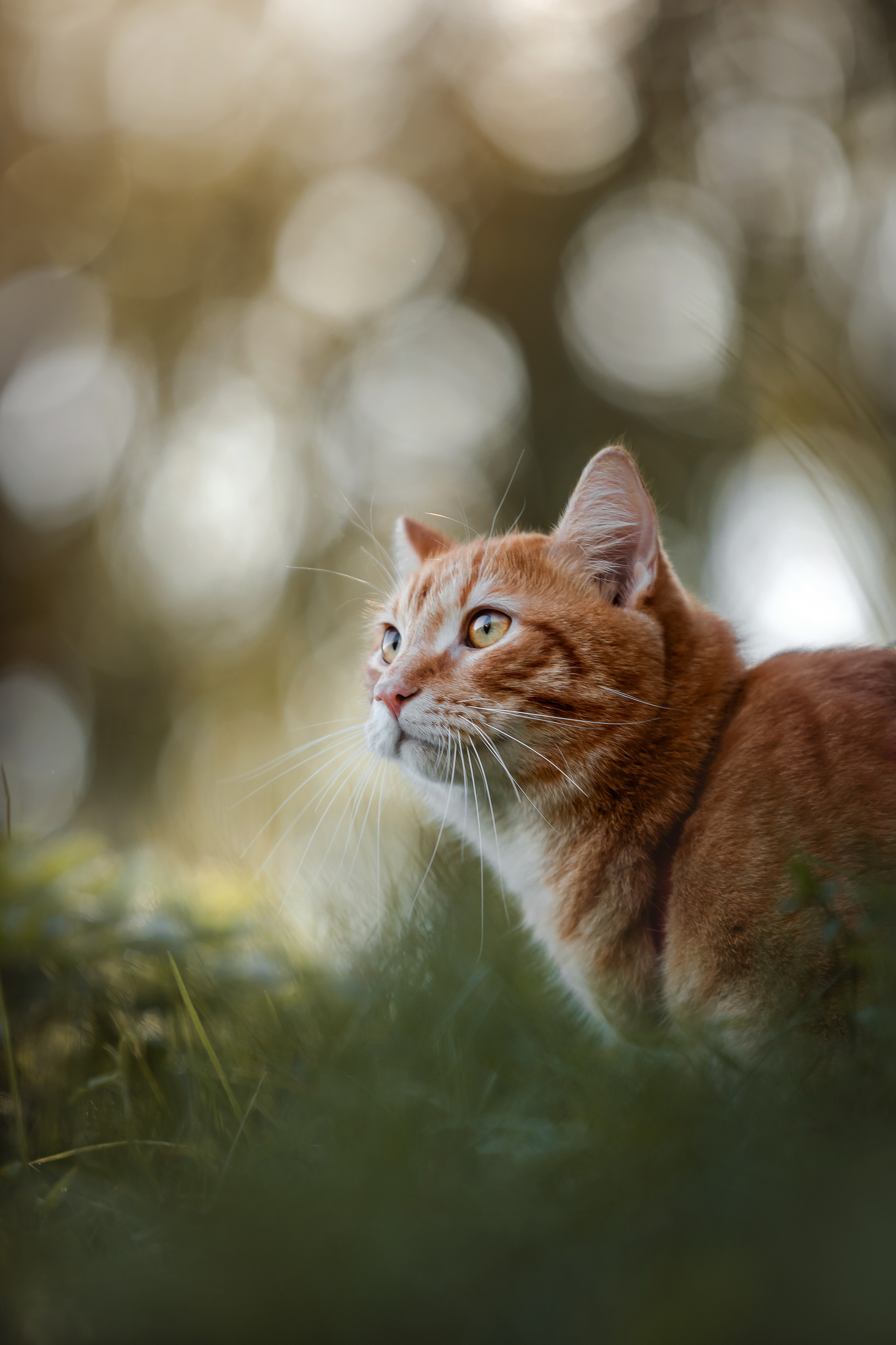 Фотосессия с собакой и котом. Ира, йорк Филя и кот Леброн