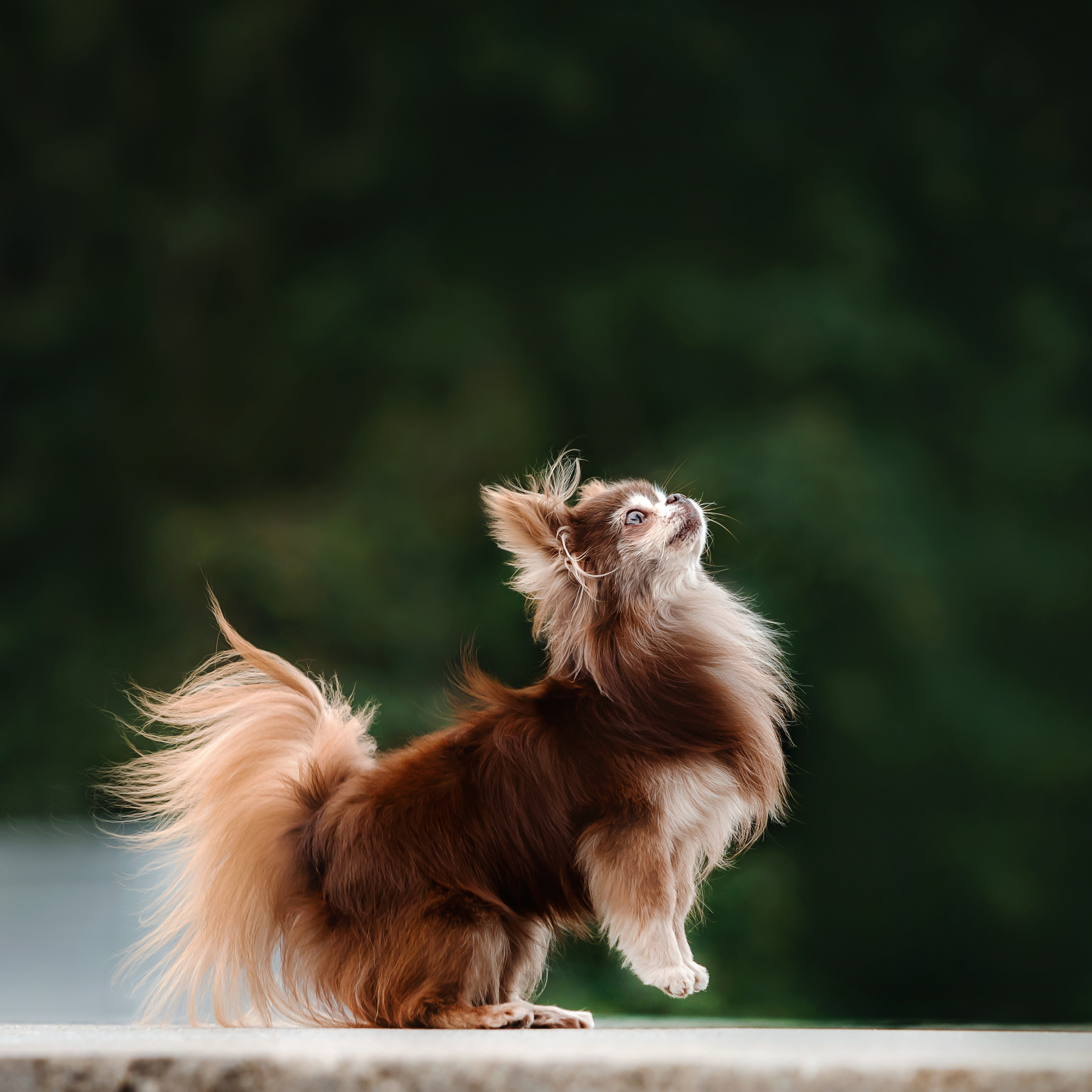 Фотосессия с чихуахуа в центре Москвы