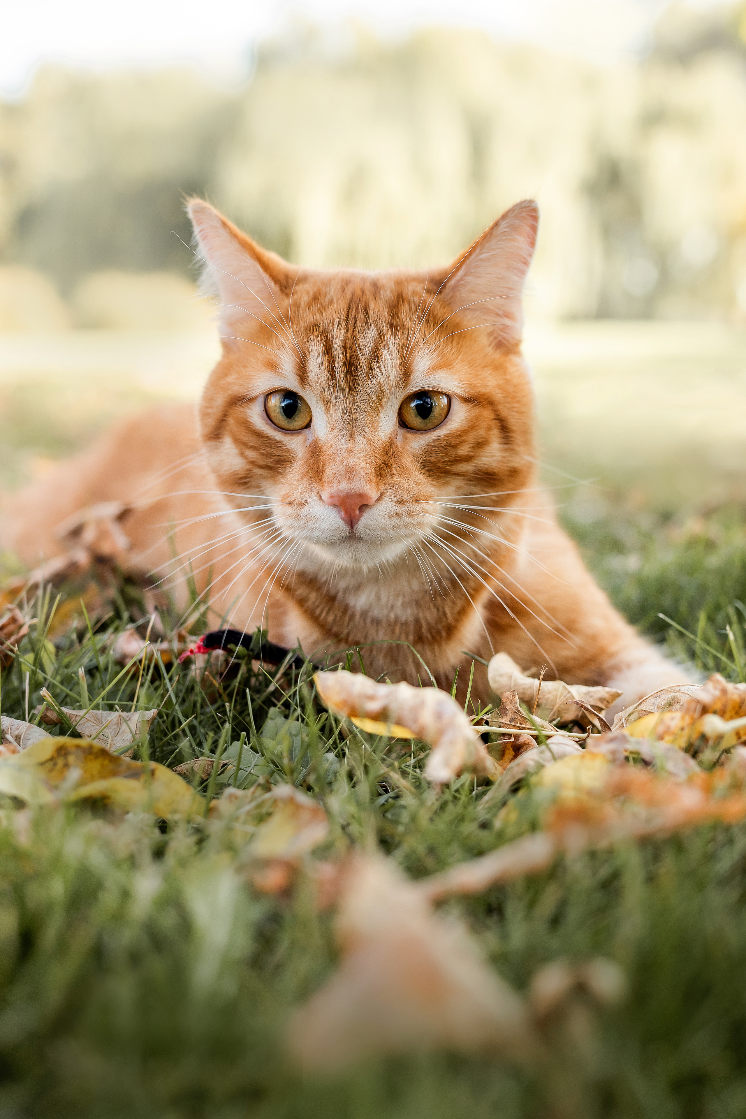 Фотосессия с собакой и котом. Ира, йорк Филя и кот Леброн