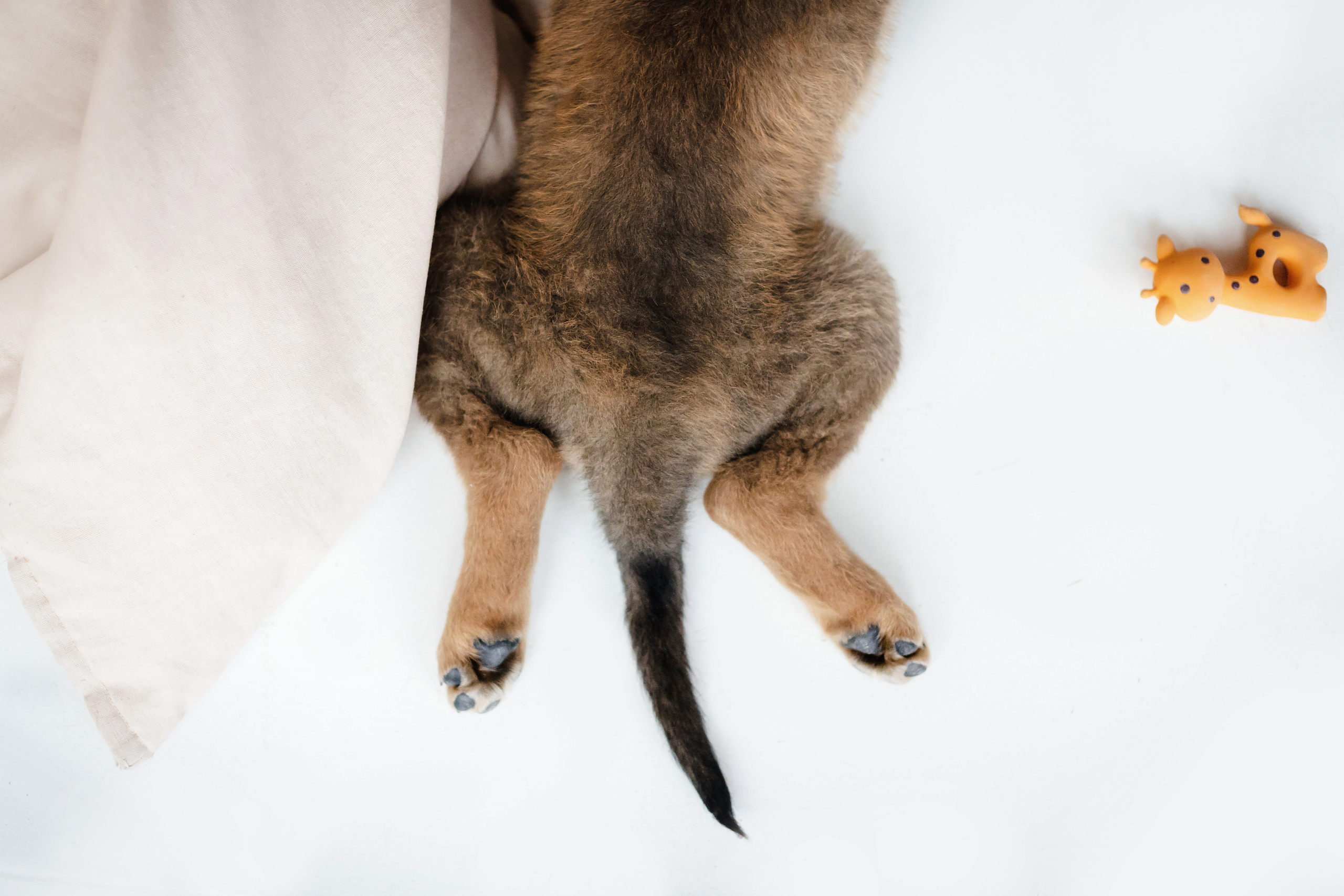 Фотосессия щенков Сатин и Нильс в студии