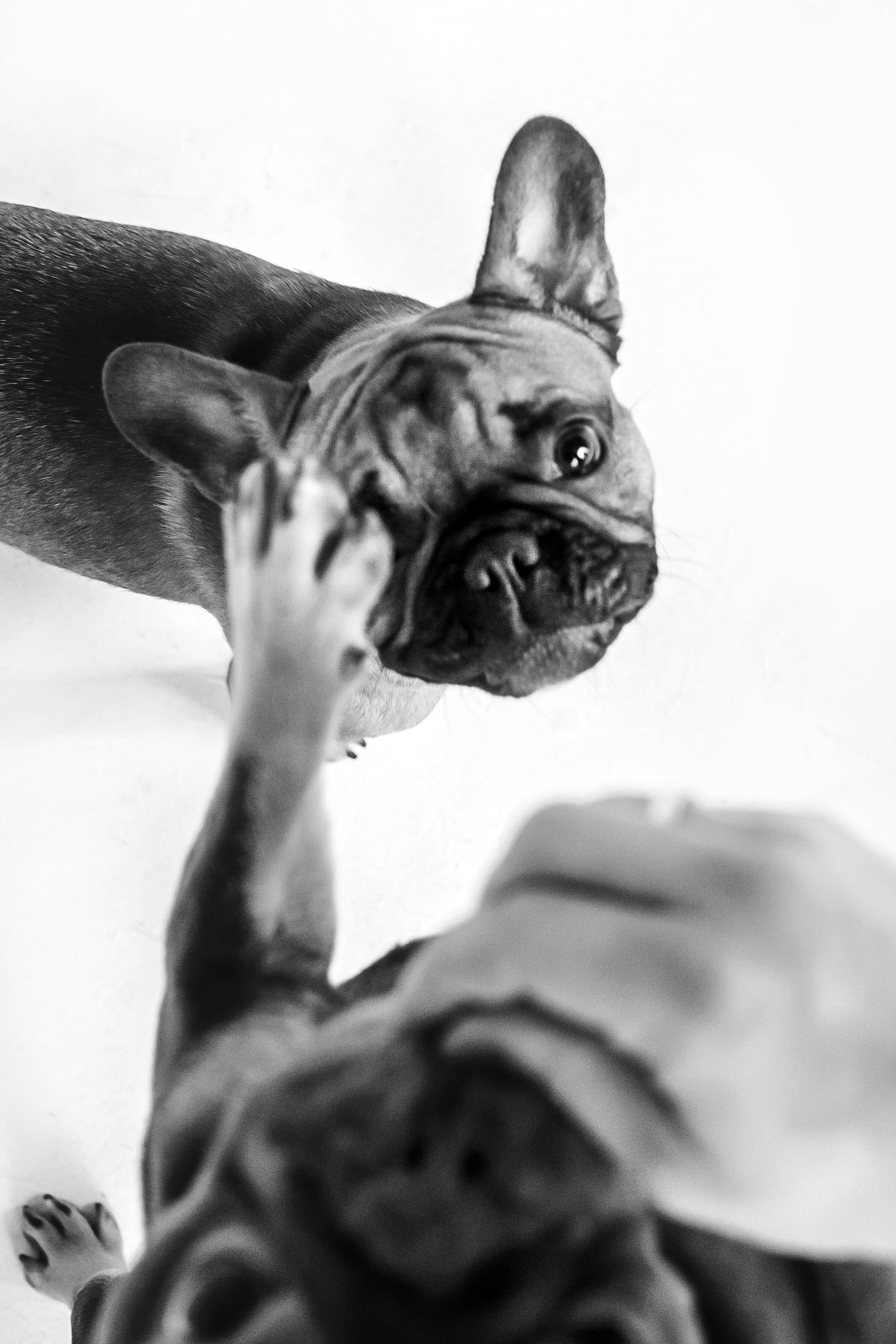 Фотосессия бульдогов Лео и Марса в догфрендли студии