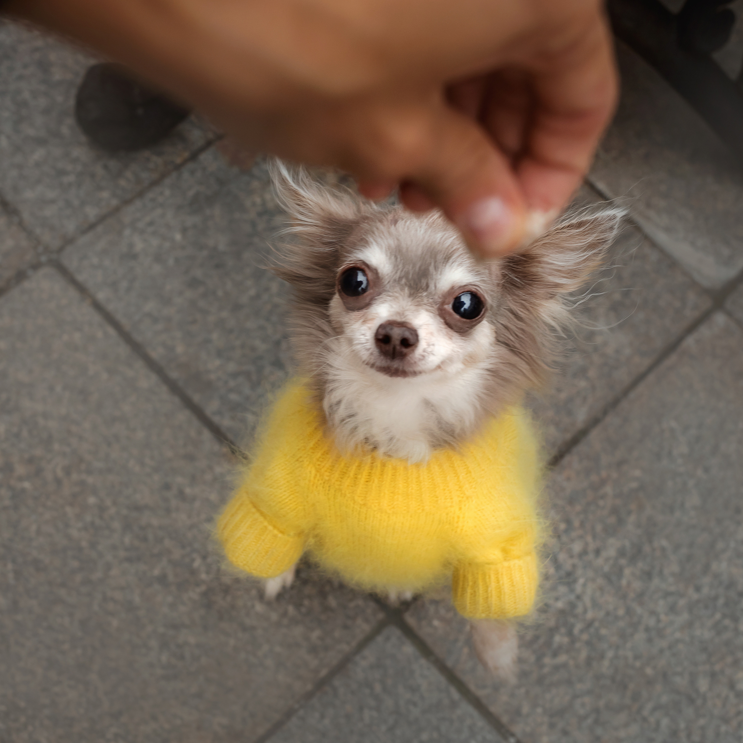 Фотосессия с чихуахуа в центре Москвы