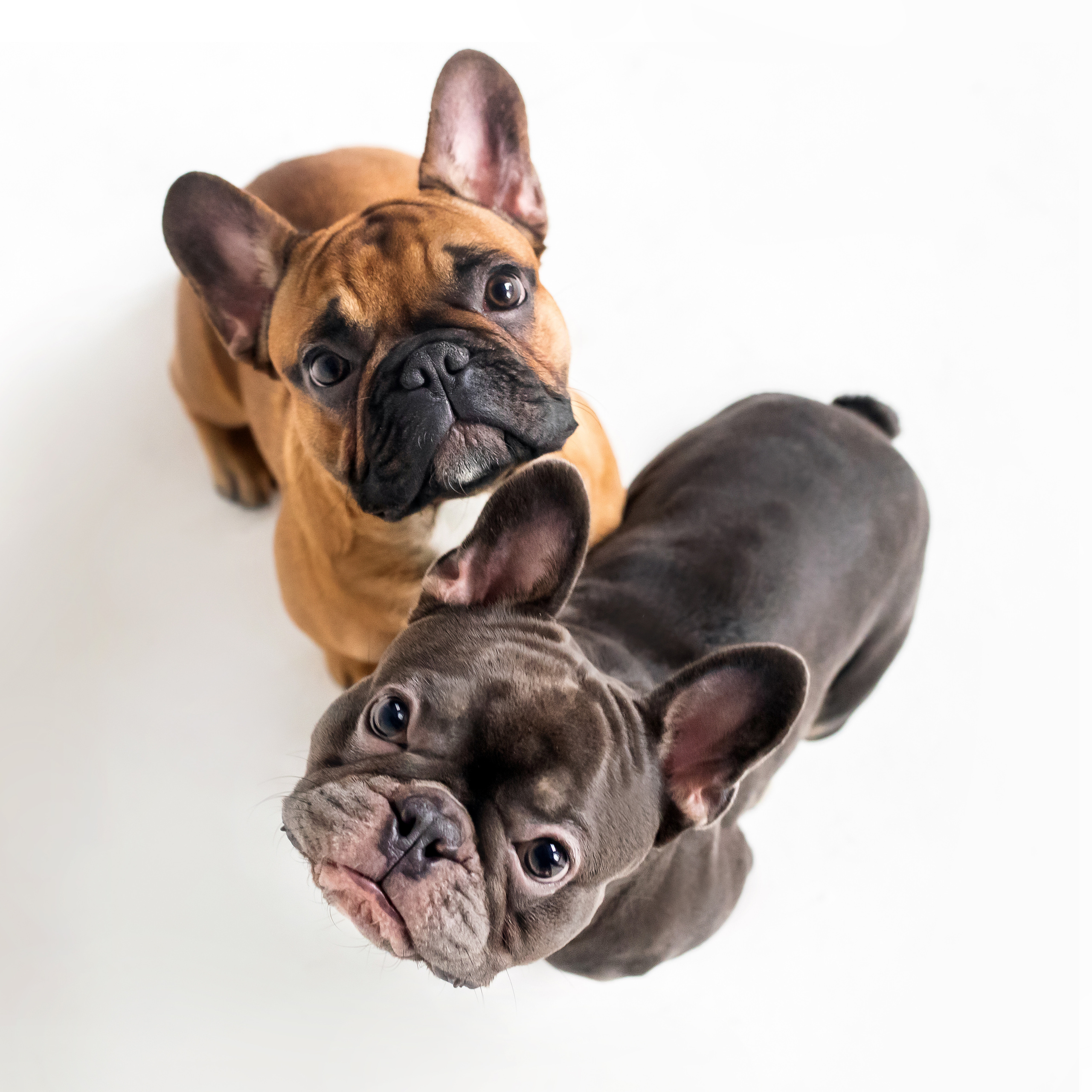 Фотосессия бульдогов Лео и Марса в догфрендли студии