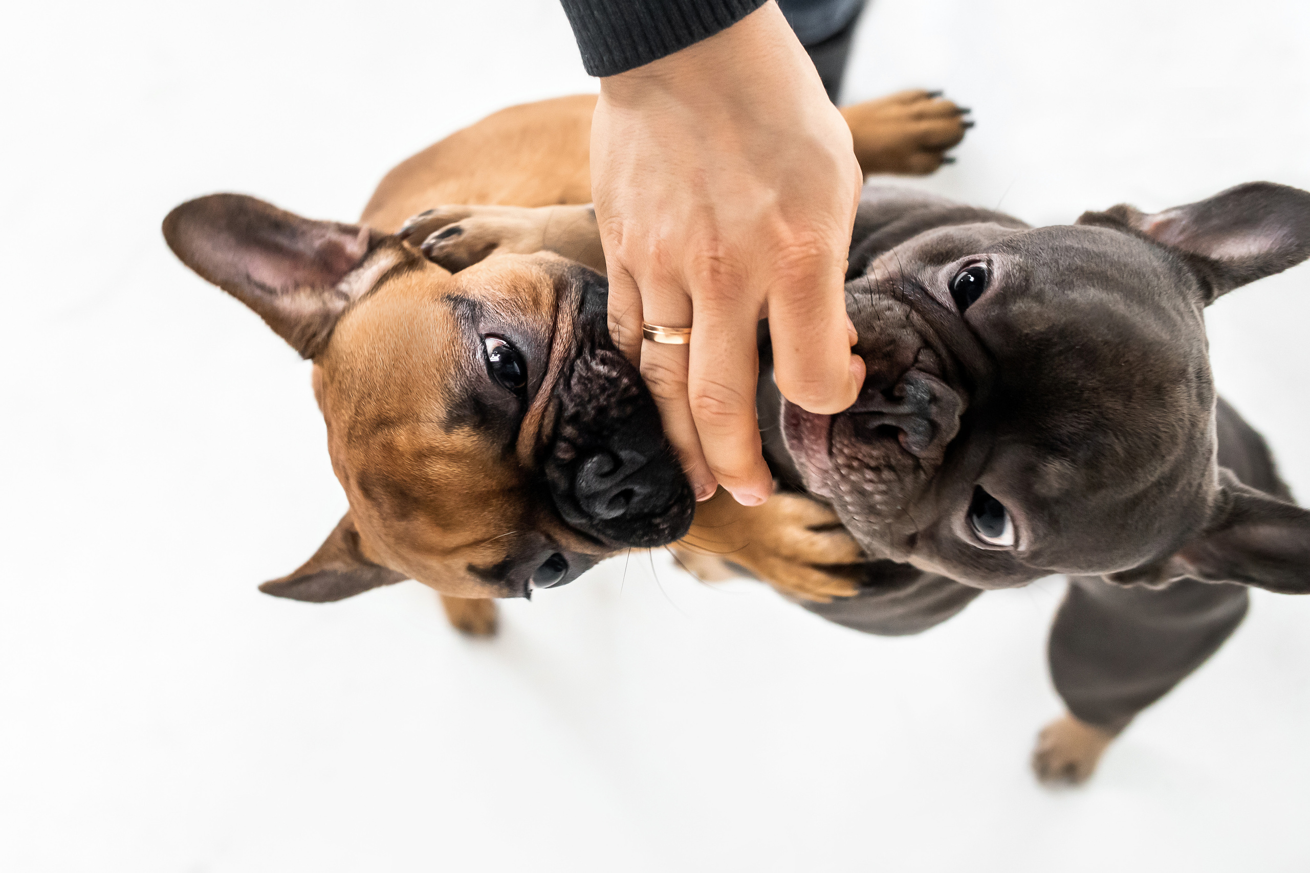 Фотосессия бульдогов Лео и Марса в догфрендли студии