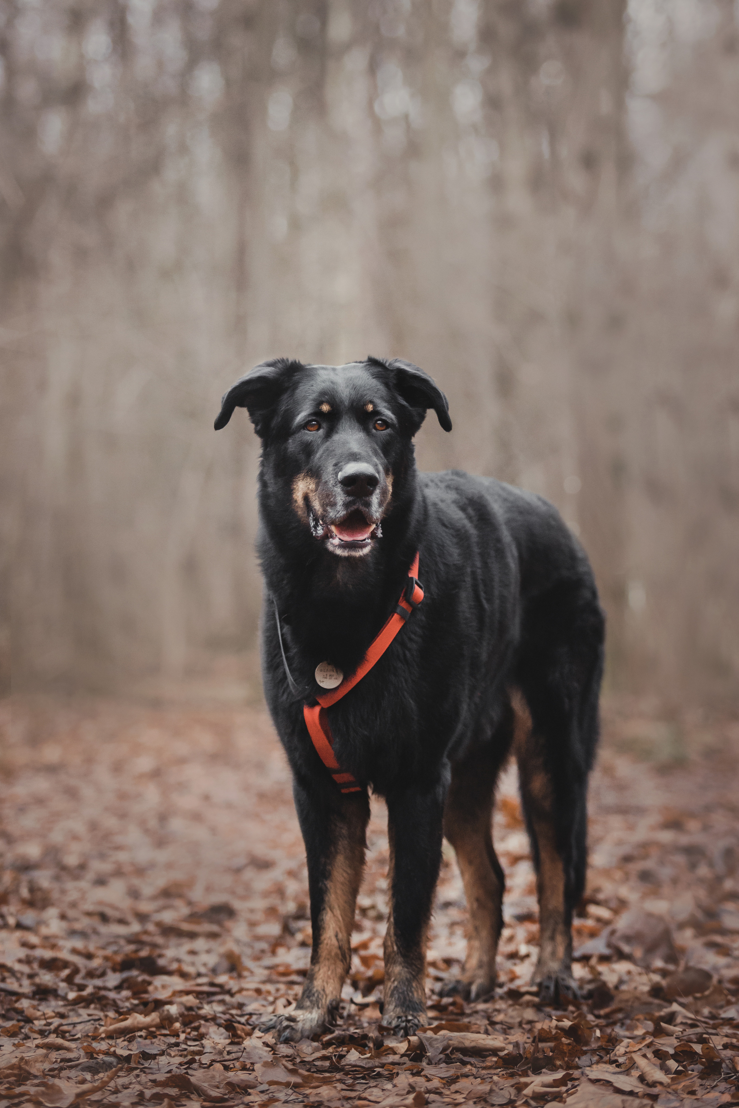Фотосессия с собакой Фелик