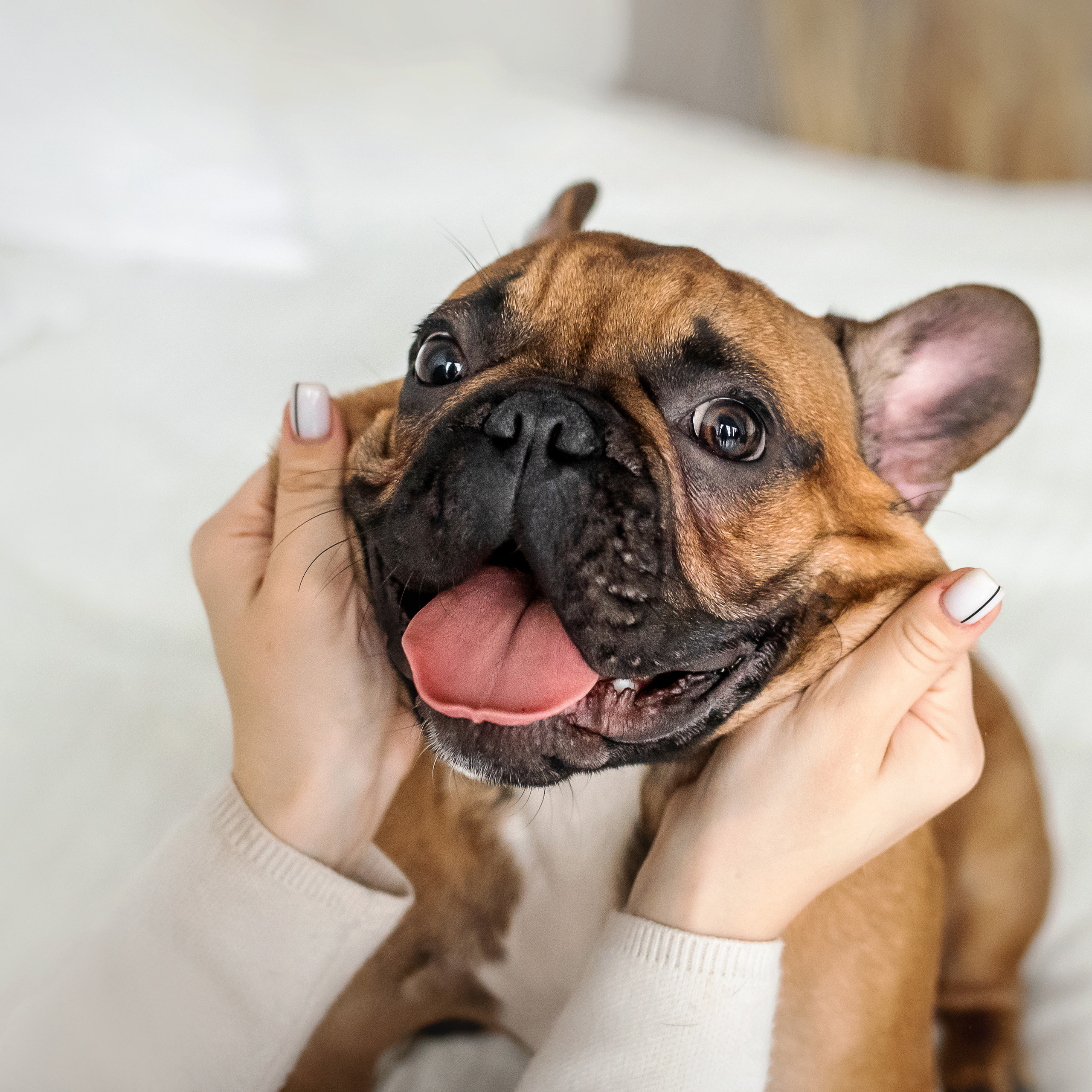 Фотосессия бульдогов Лео и Марса в догфрендли студии