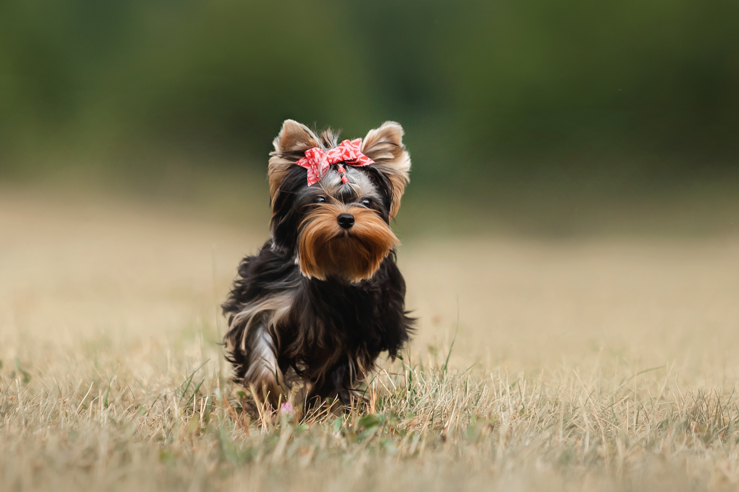 Фотосессия йорка Юли и ее семья
