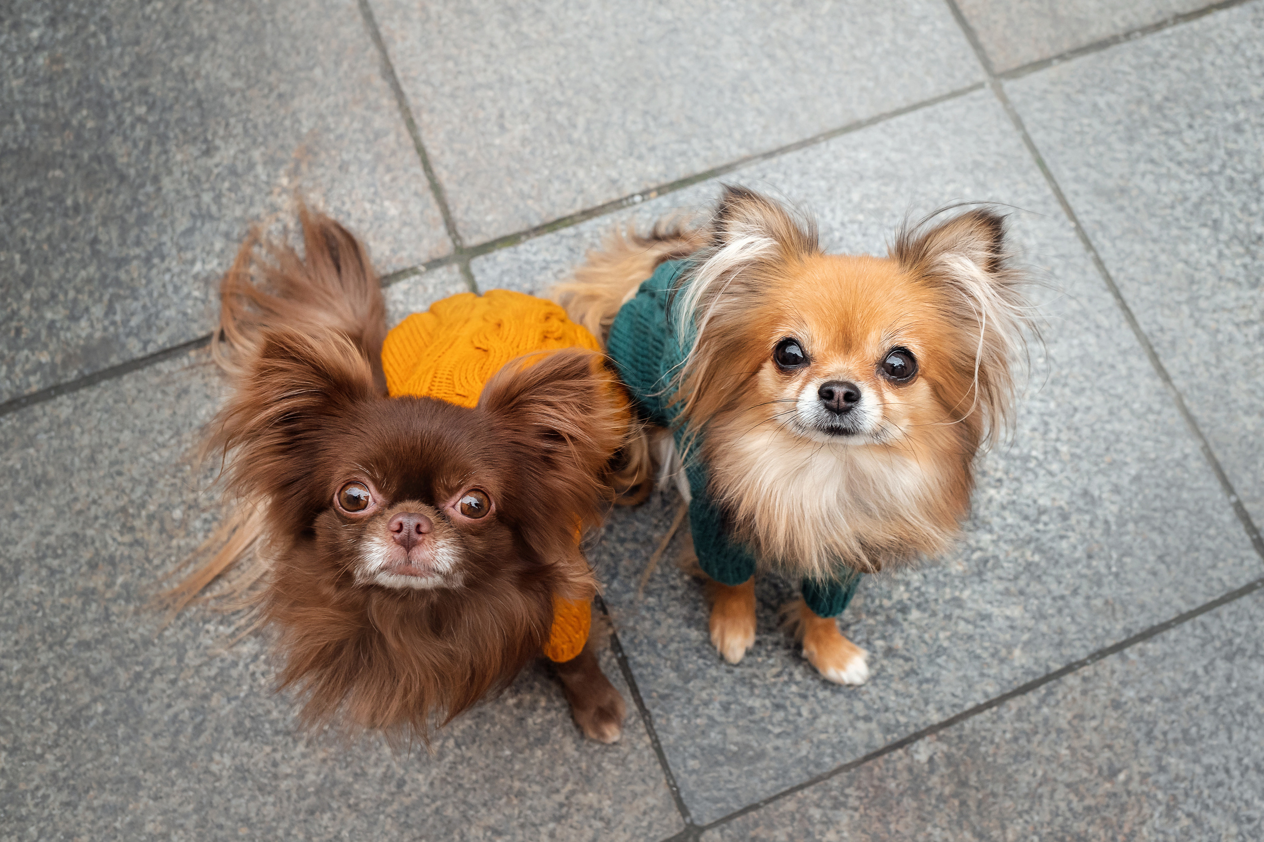 Фотосессия с чихуахуа в центре Москвы