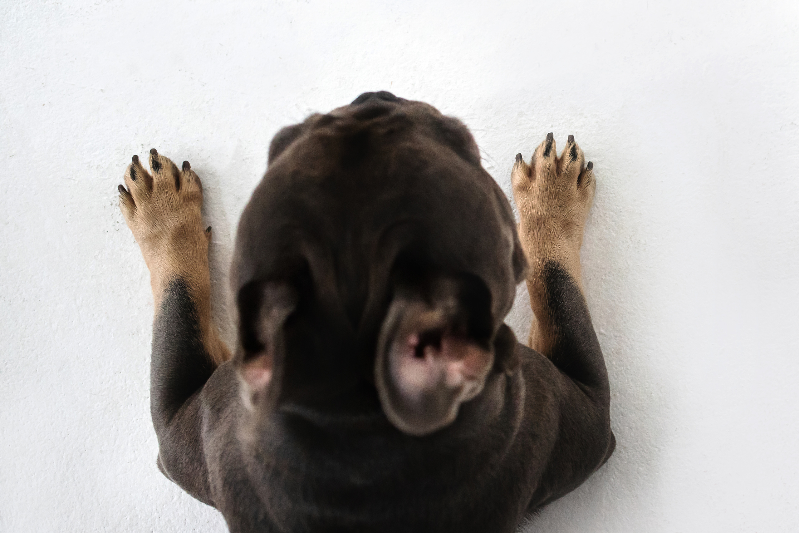Фотосессия бульдогов Лео и Марса в догфрендли студии