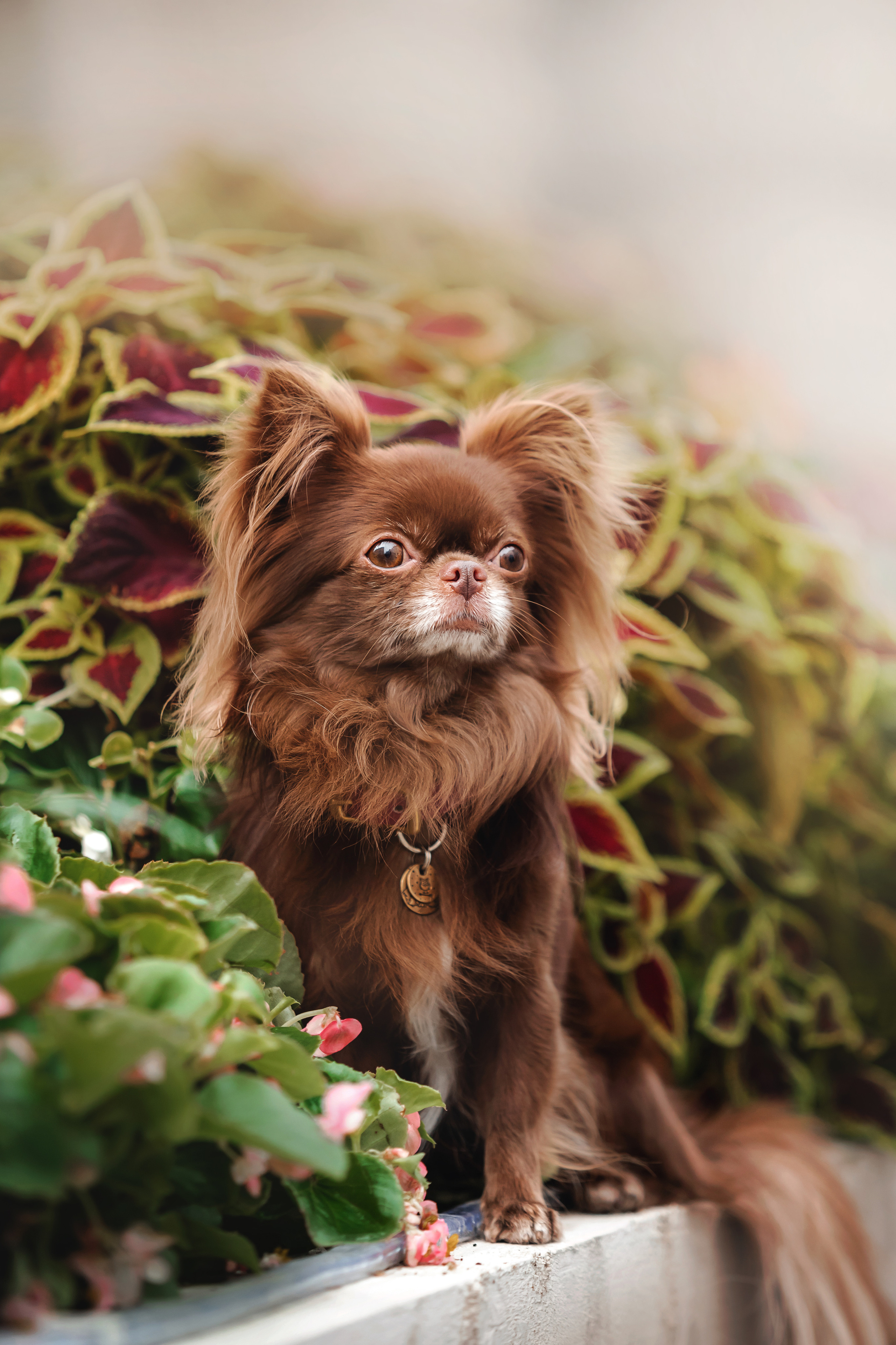 Фотосессия с чихуахуа в центре Москвы