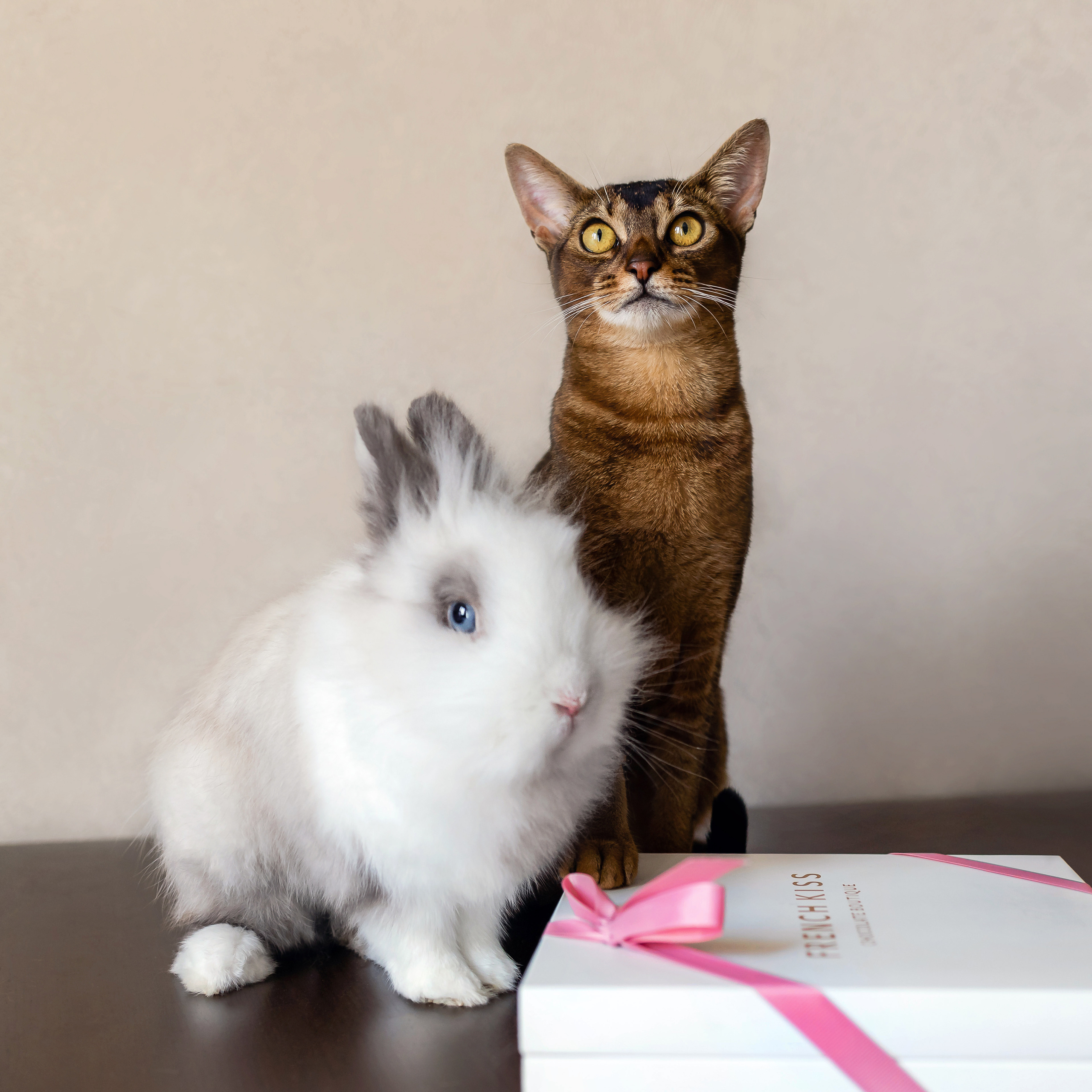 Фотосессия с кошкой, собакой и кроликом