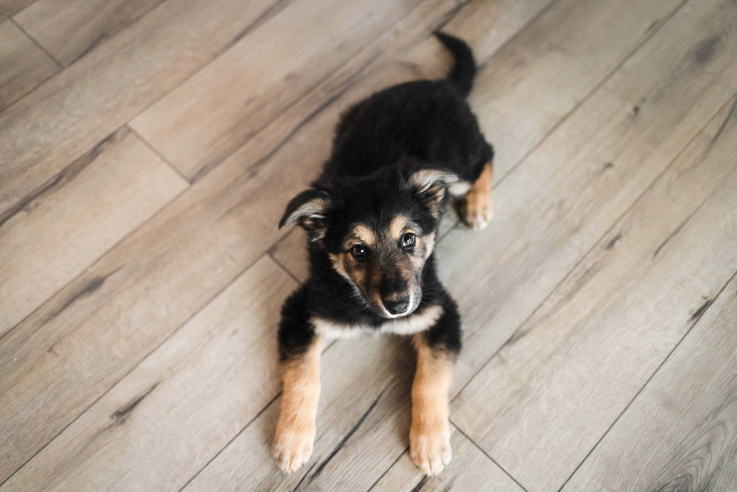 Фотосессия щенков Сатин и Нильс в студии