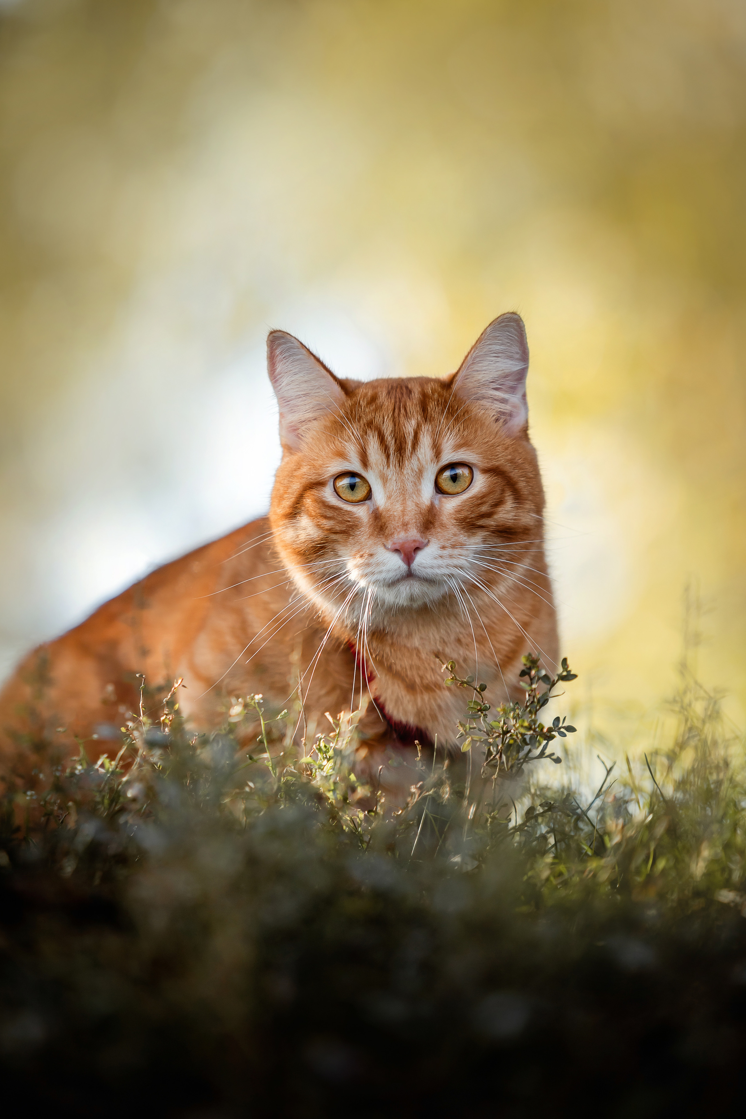Фотосессия с собакой и котом. Ира, йорк Филя и кот Леброн