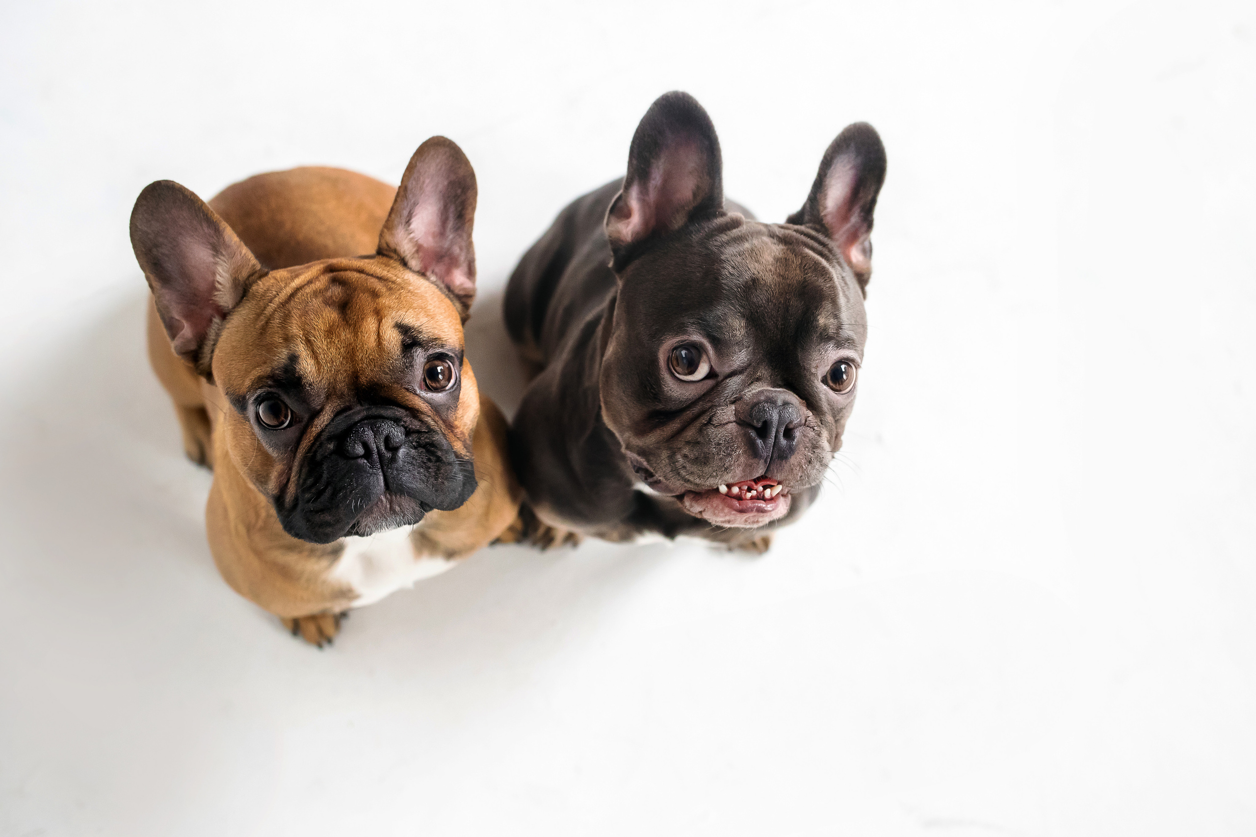 Фотосессия бульдогов Лео и Марса в догфрендли студии