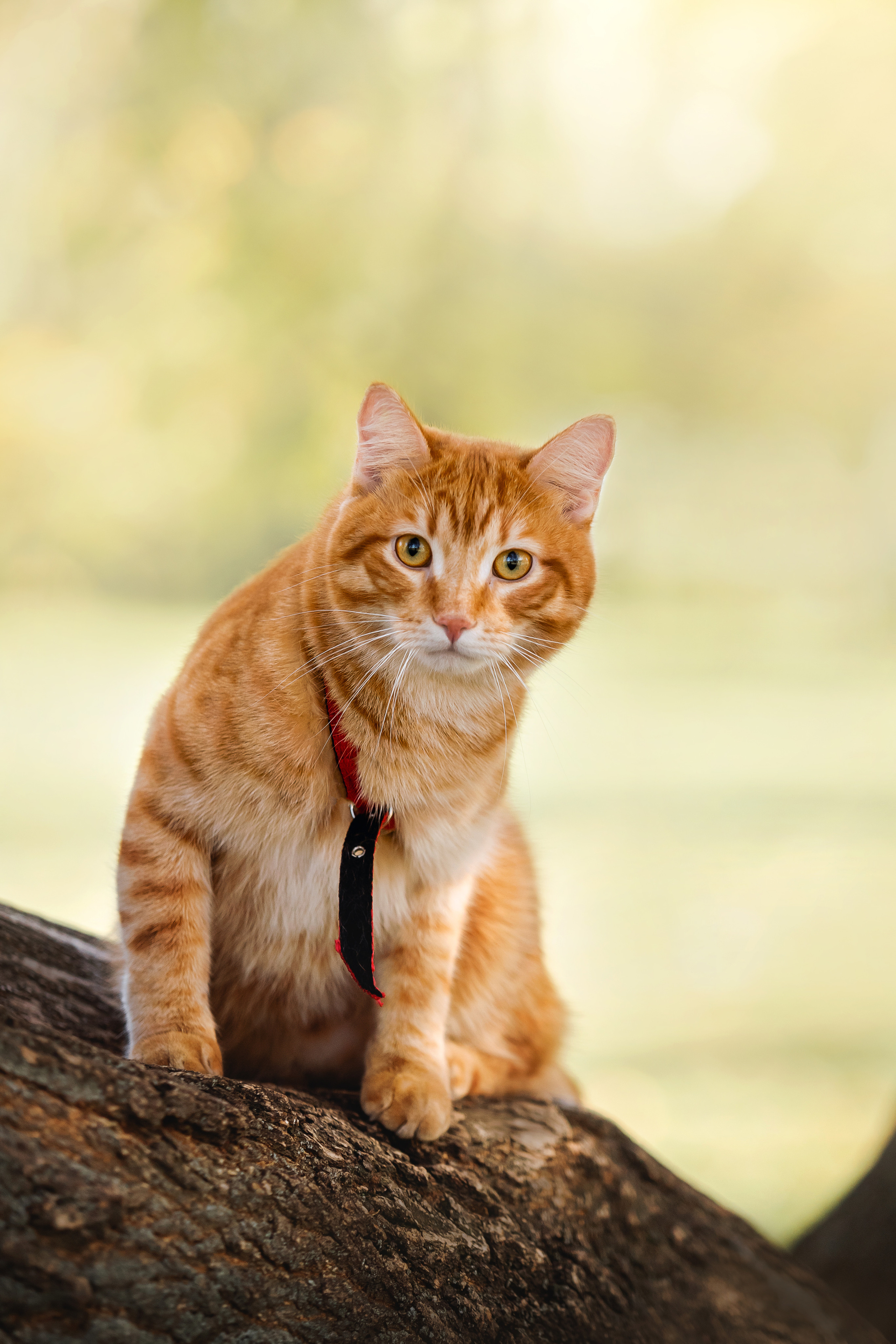 Фотосессия с собакой и котом. Ира, йорк Филя и кот Леброн