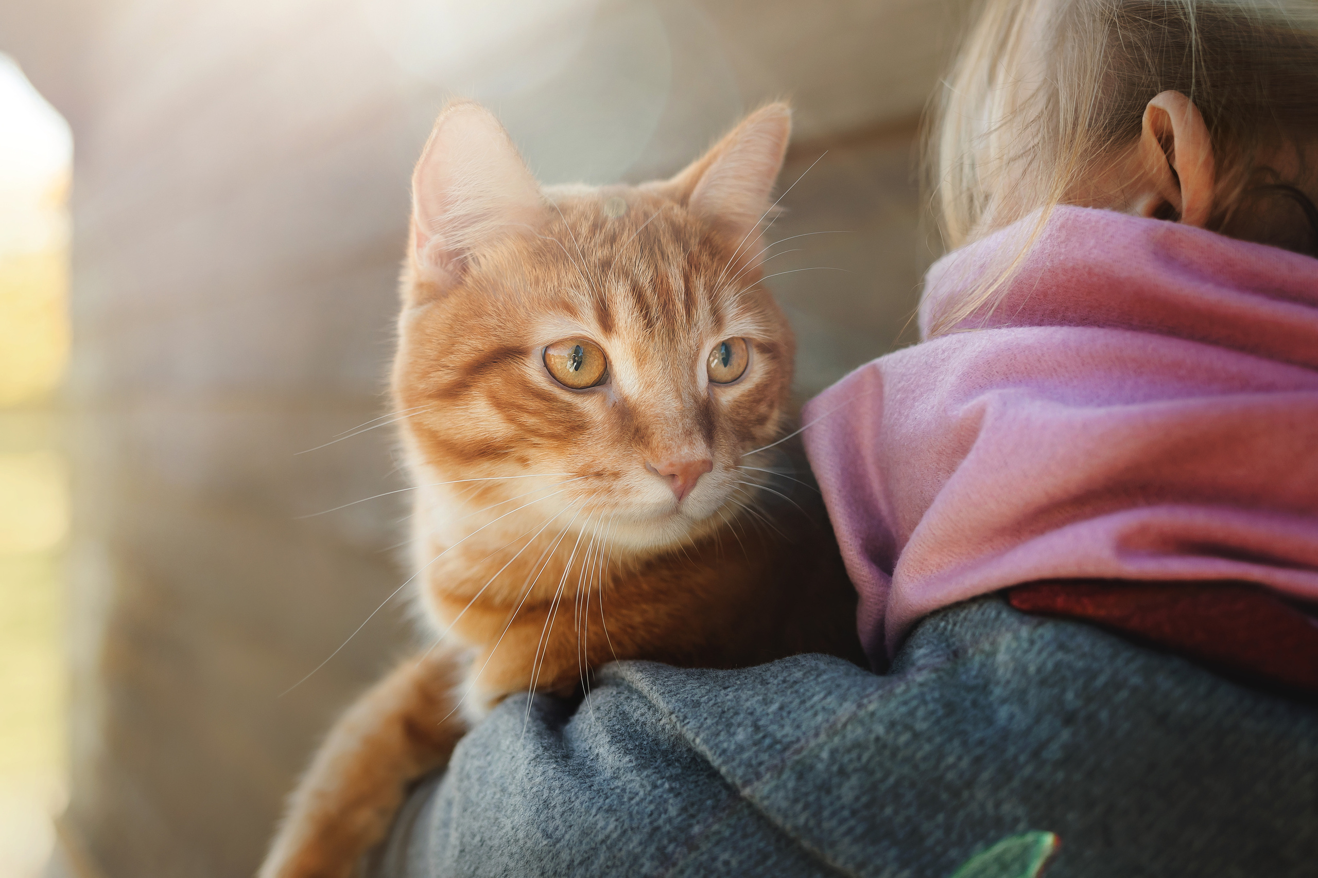 Фотосессия с собакой и котом. Ира, йорк Филя и кот Леброн