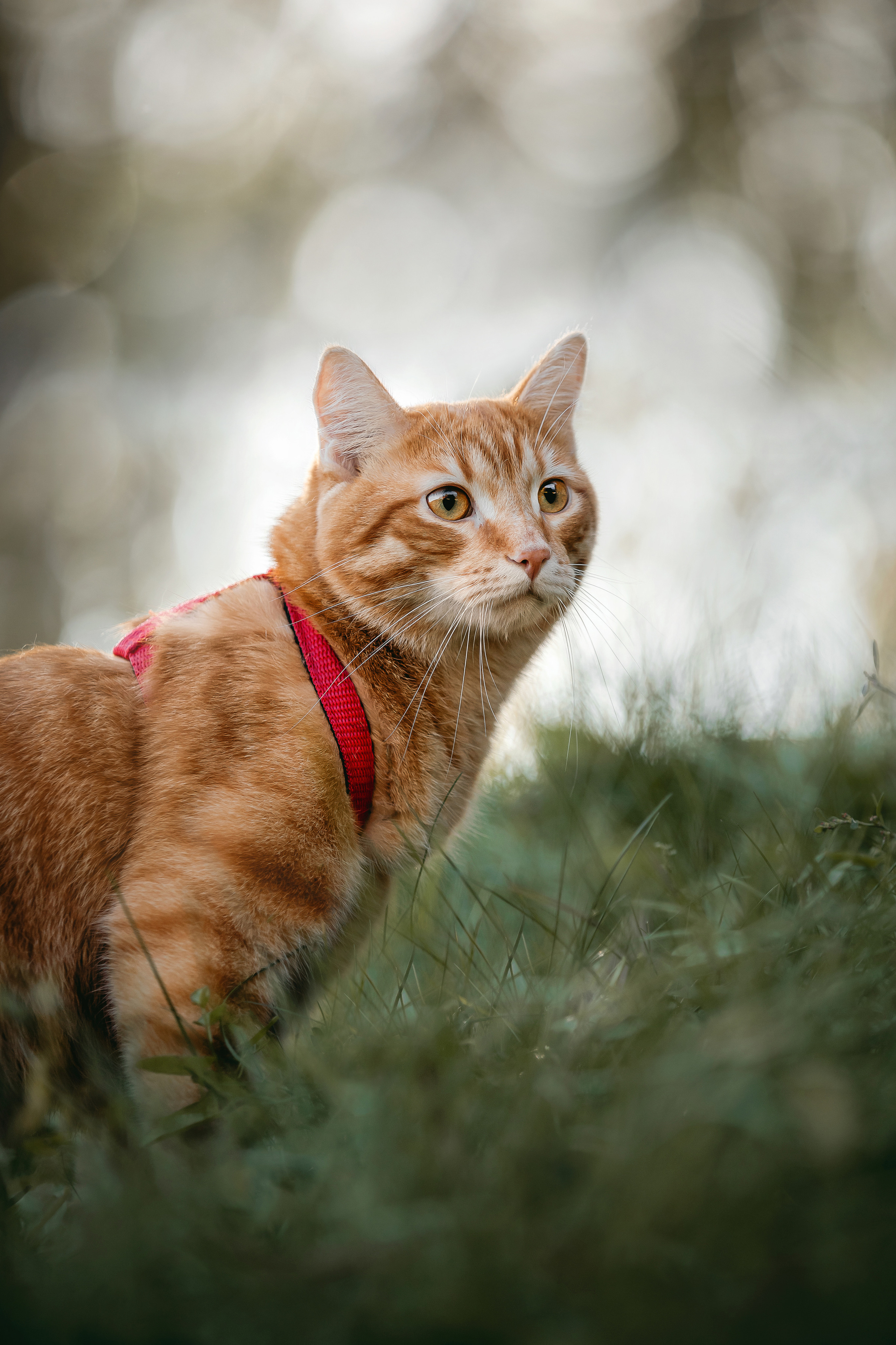 Фотосессия с собакой и котом. Ира, йорк Филя и кот Леброн
