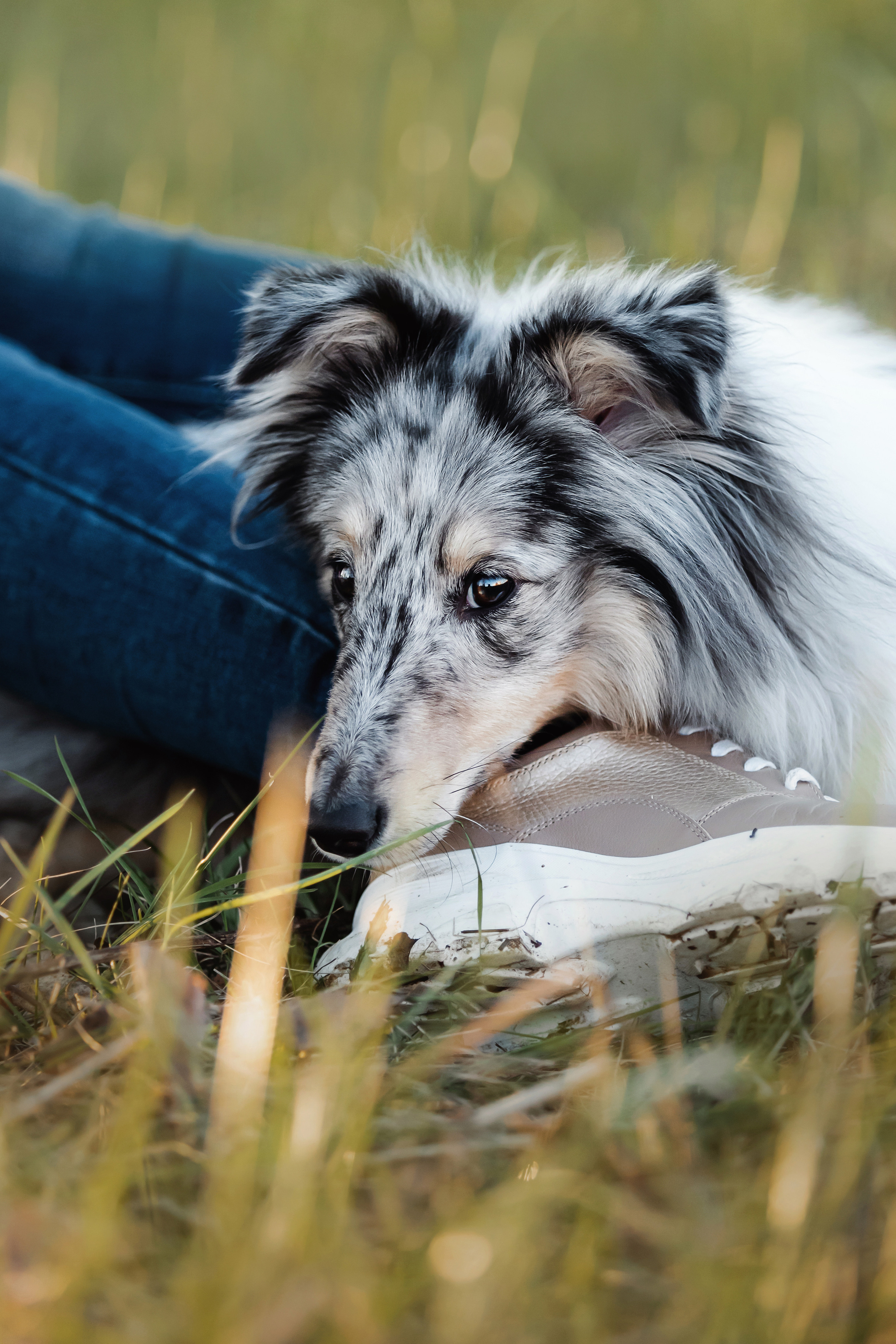 Фотосессия с шелти Скаем