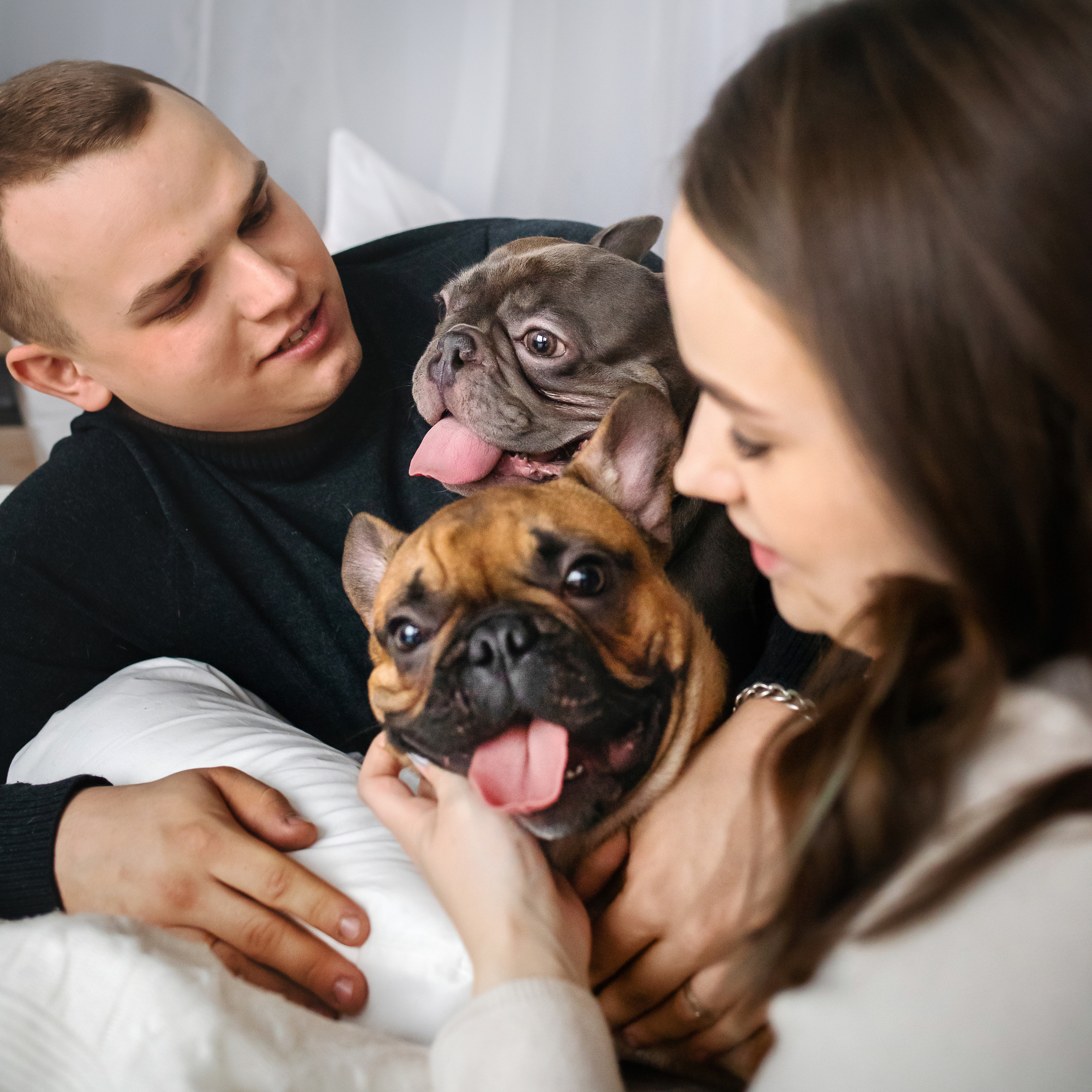 Фотосессия бульдогов Лео и Марса в догфрендли студии