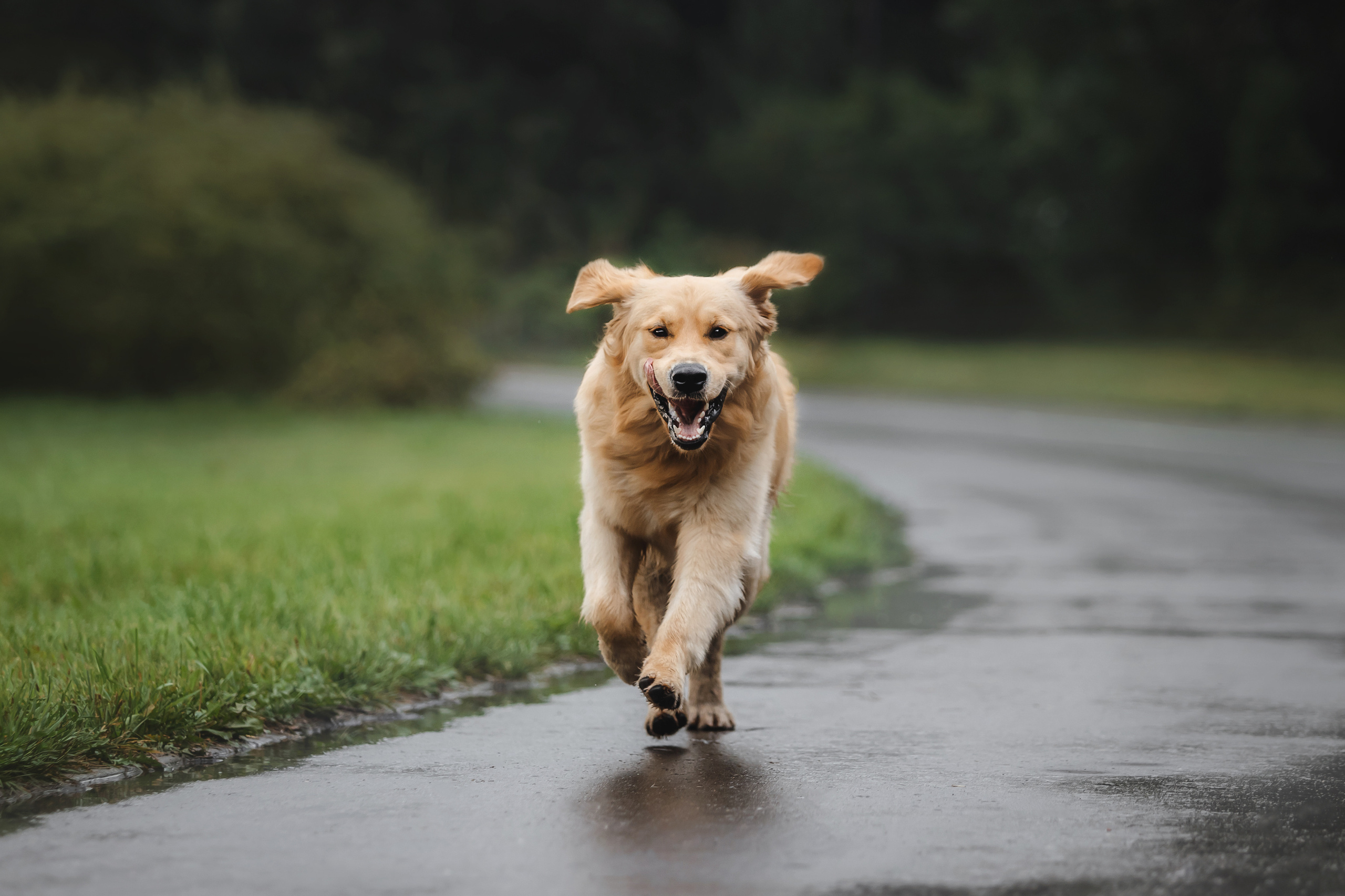 Фотосессия с щенком золотистого ретривера