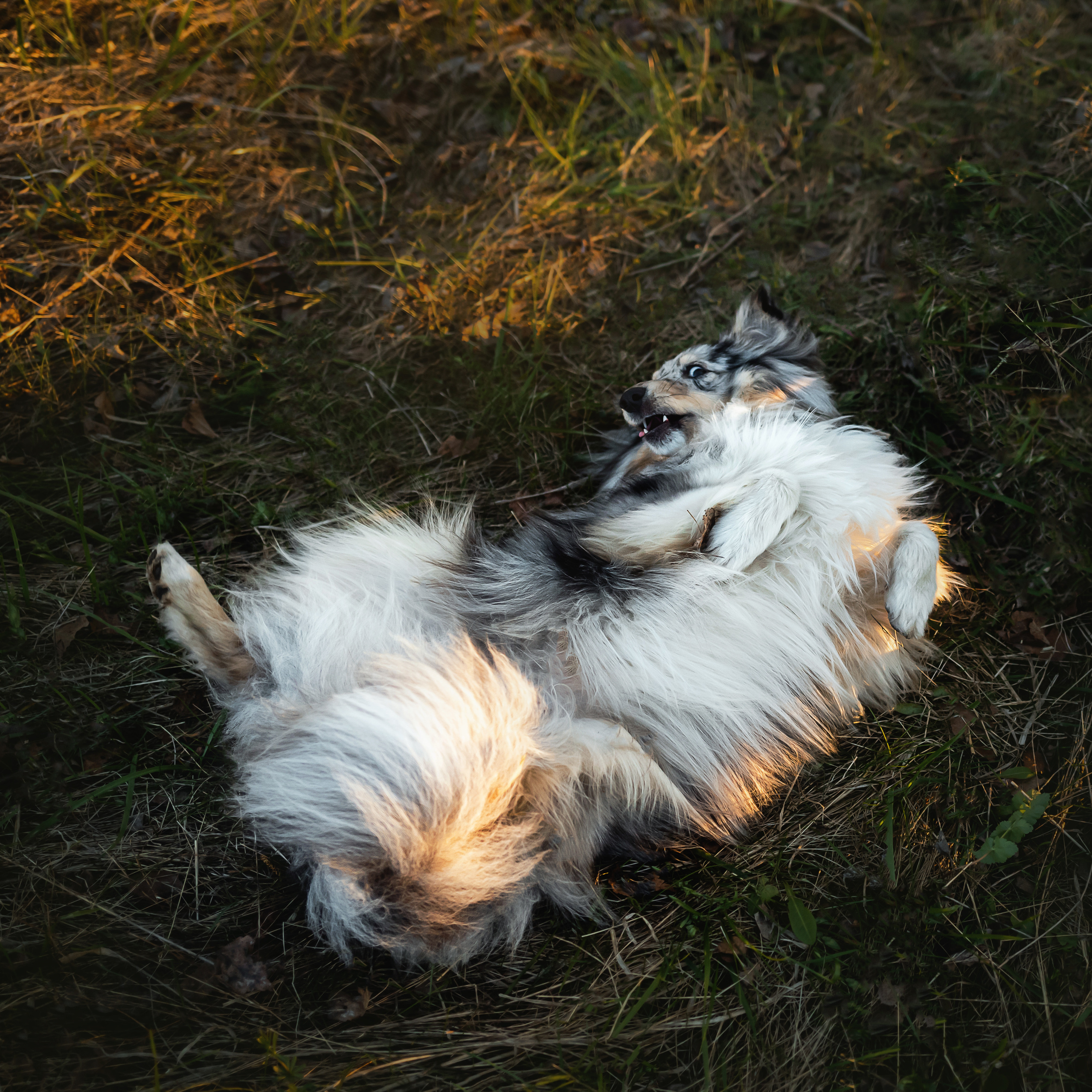 Фотосессия с шелти Скаем
