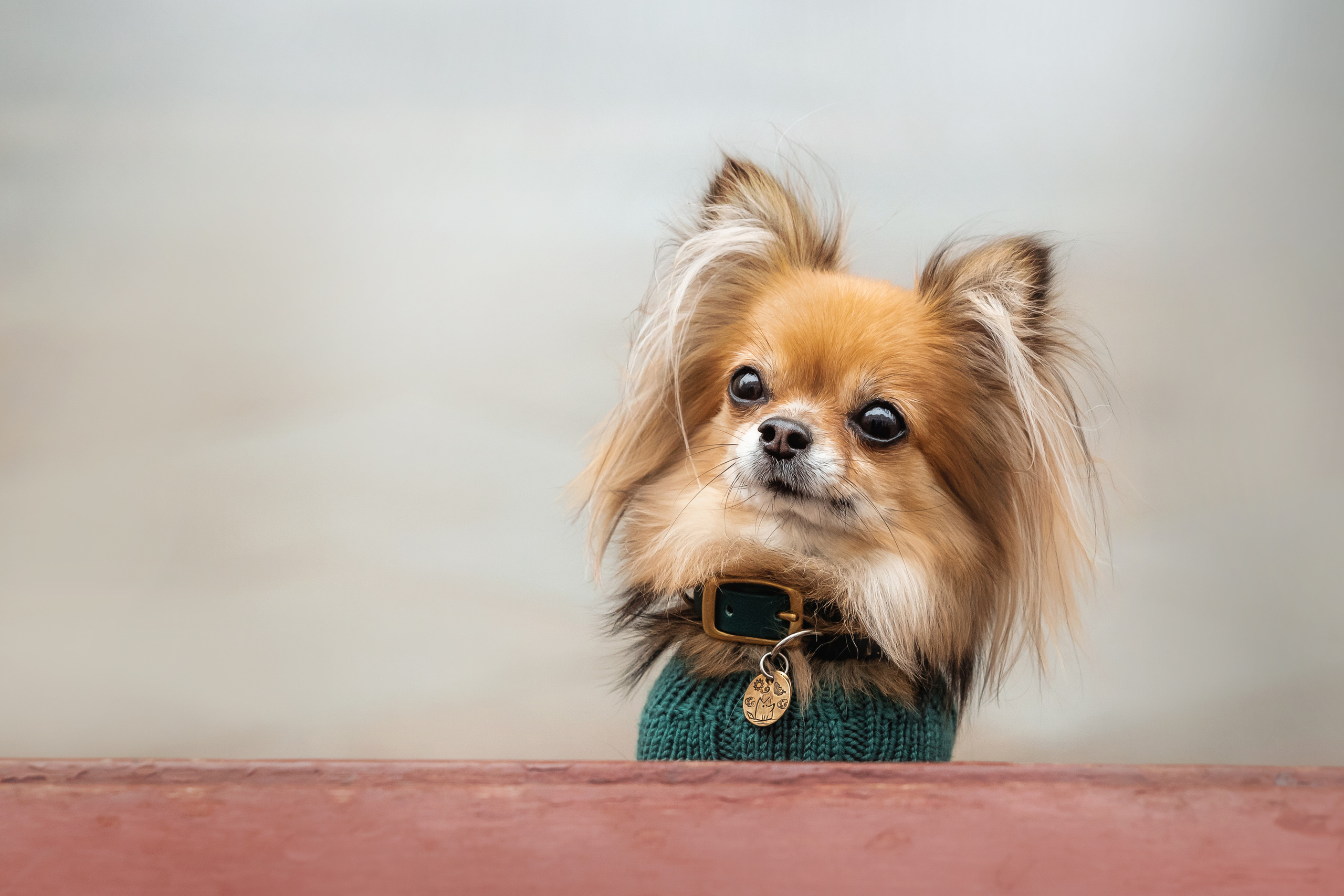 Фотосессия с чихуахуа в центре Москвы