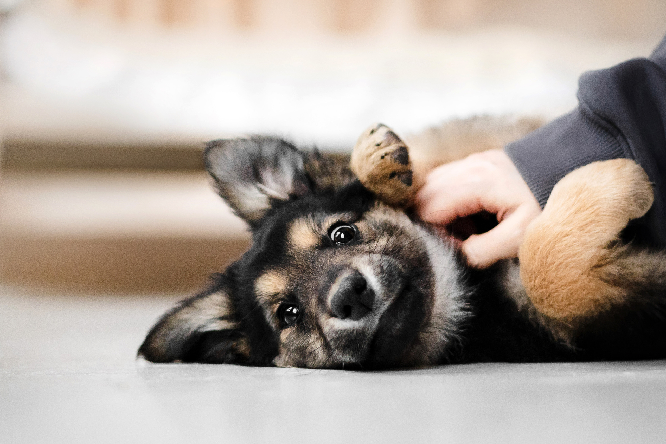 Фотосессия щенков Сатин и Нильс в студии