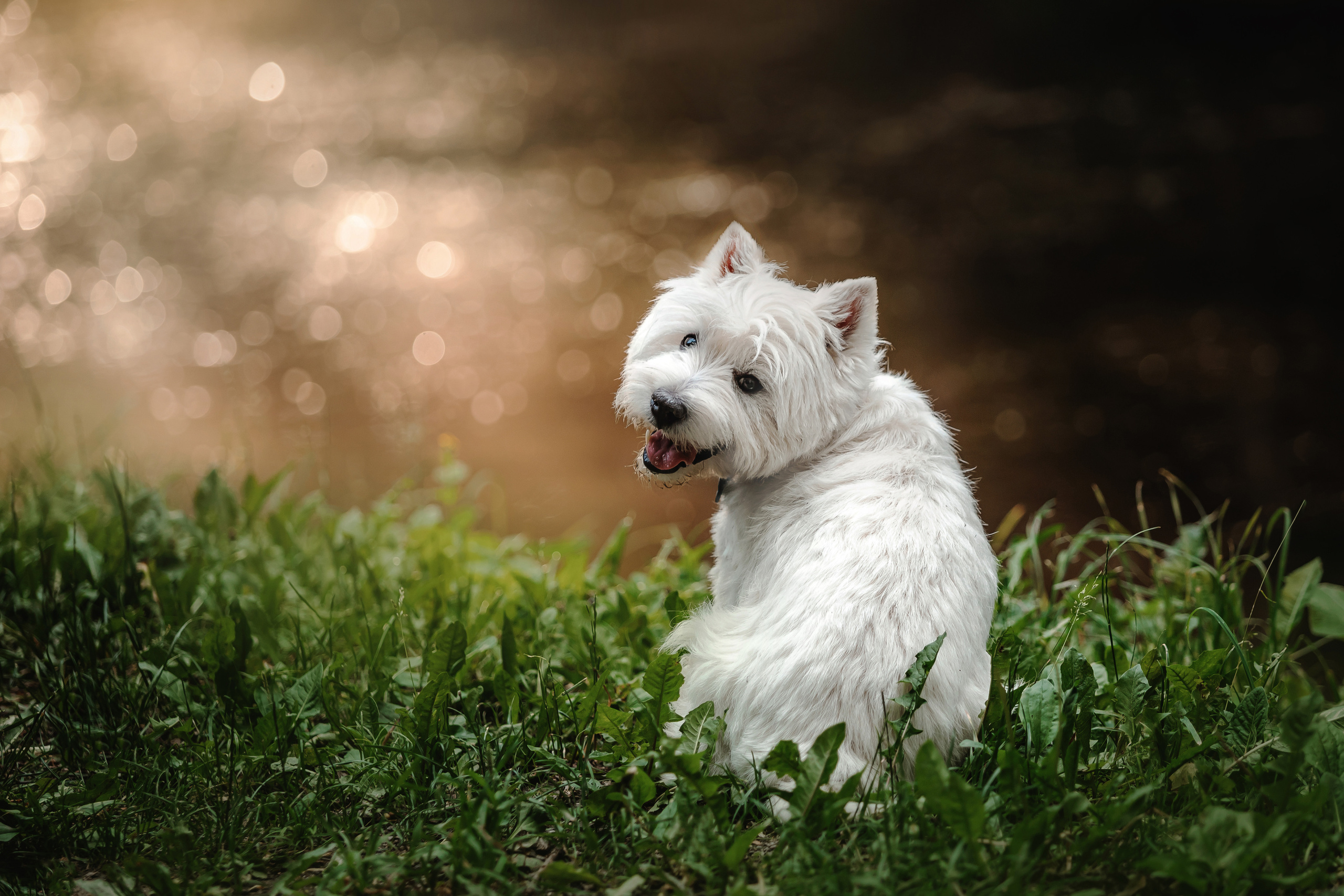 Перся и его семья в Ботаническом лесу