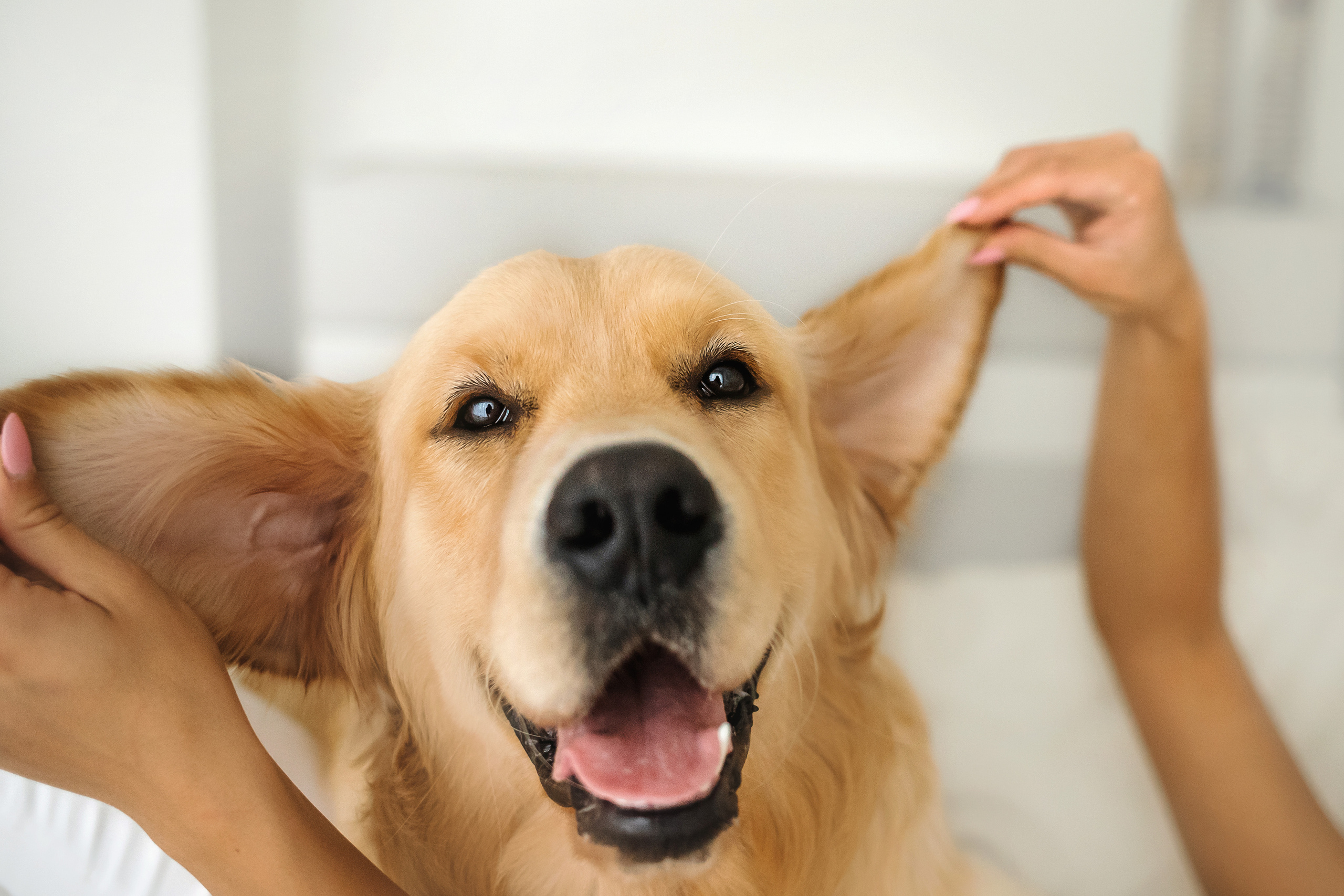 Фотосессия с щенком золотистого ретривера