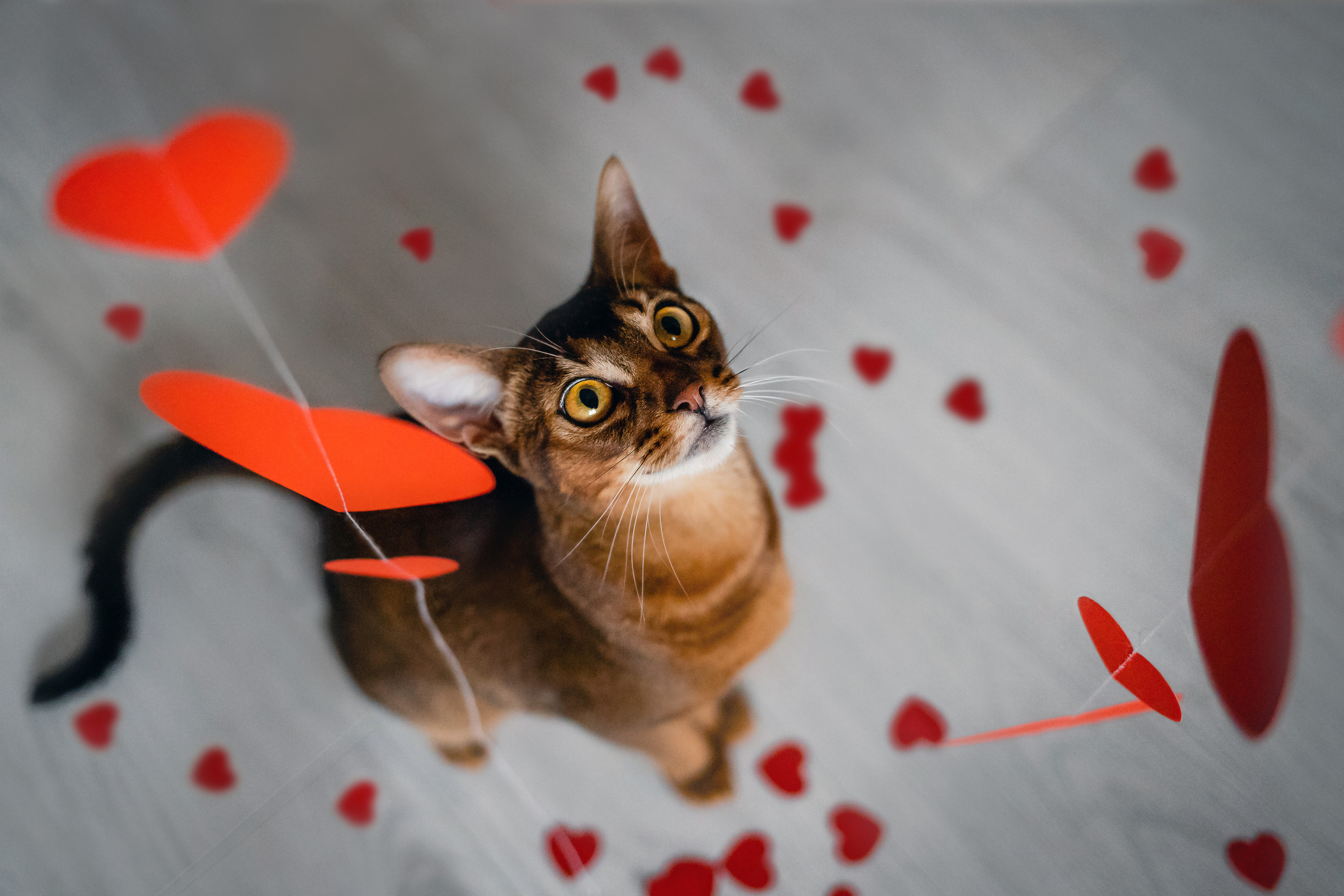 Фотосессия с кошкой, собакой и кроликом