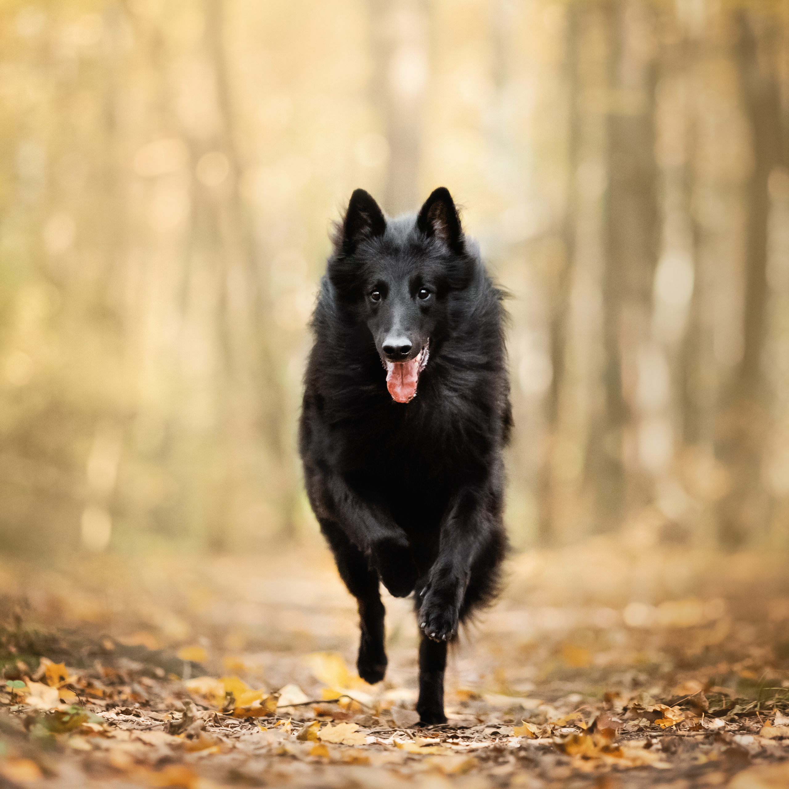 Фотосессия с грюнендалем Йаррхи